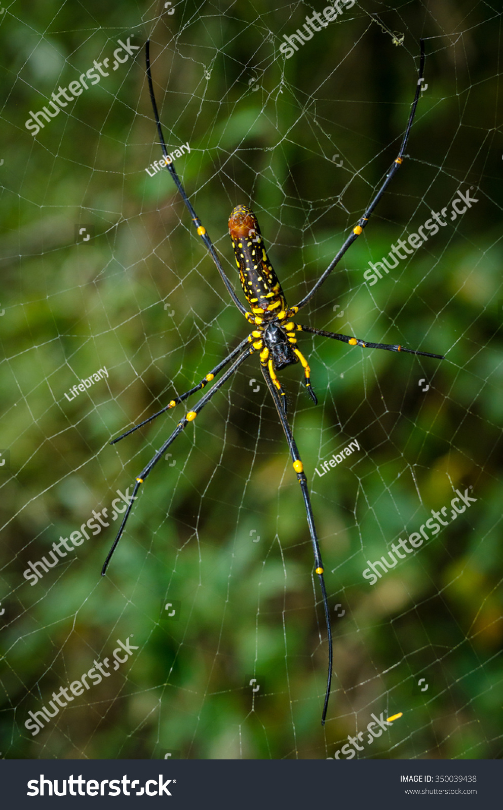 Golden Web Spider Human Skull Alike Stock Photo 350039438 | Shutterstock