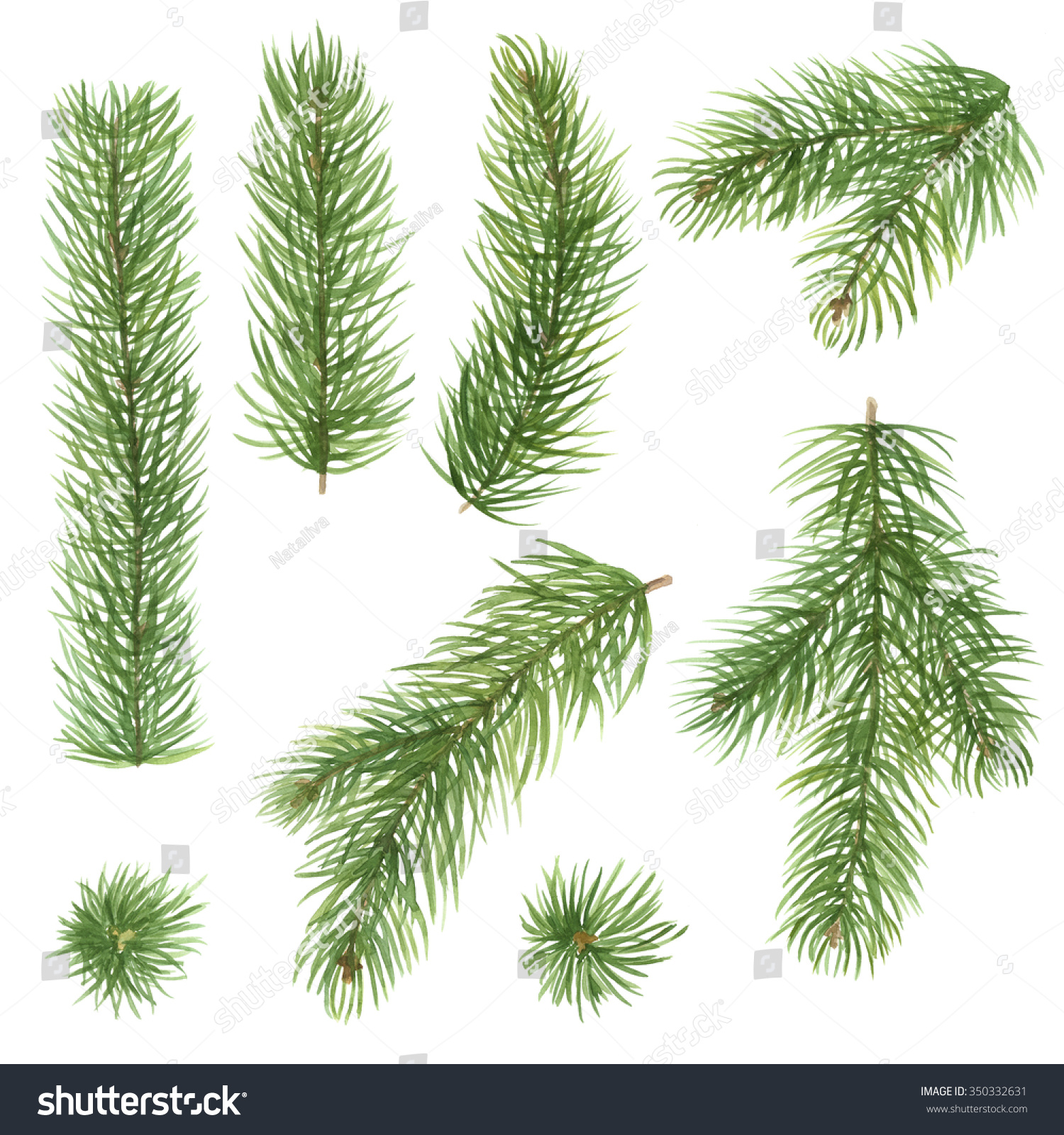 Fir Branches Set Hand Drawn Watercolor Stock Illustration 350332631 ...