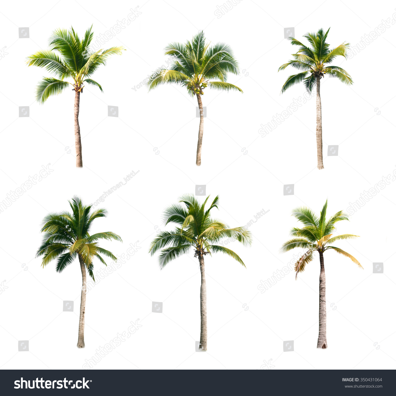 Coconut Trees On White Background Stock Photo 350431064 | Shutterstock