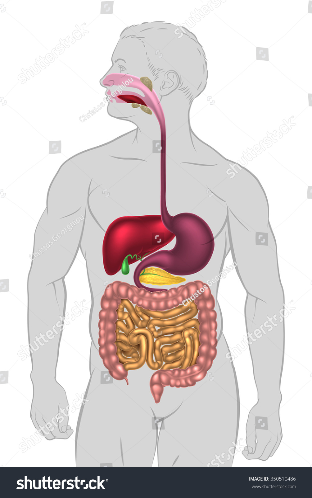 Illustration Human Digestive System Digestive Tract Stock Vector Royalty Free