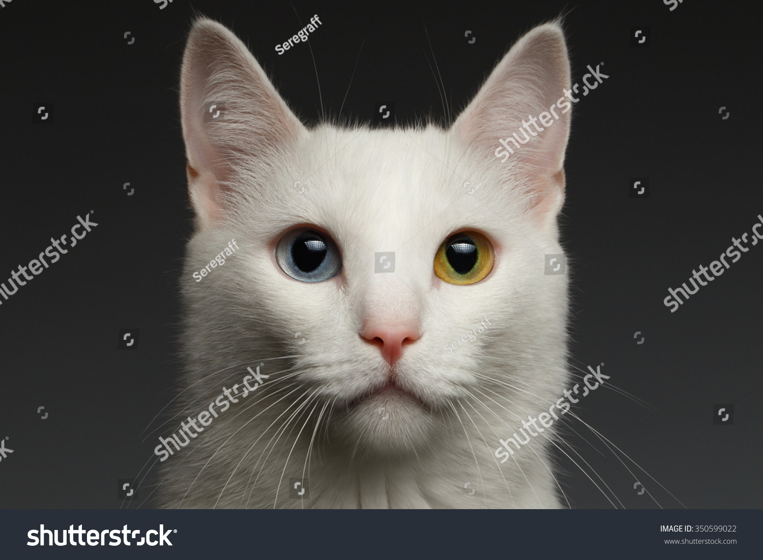 Closeup White Turkish Angora Cat Heterochromia Stock Photo 350599022 ...