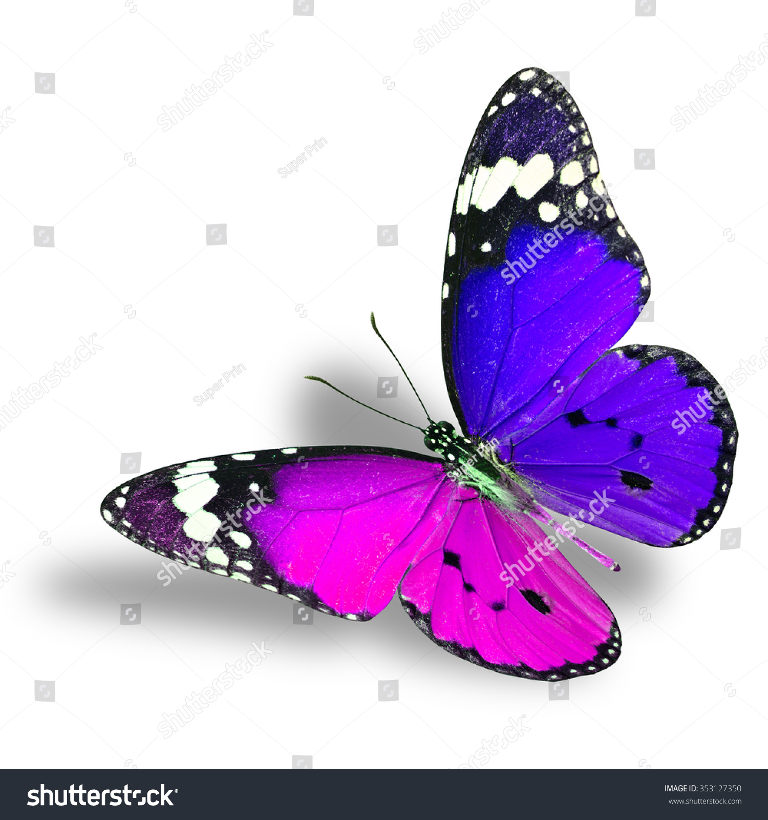 Beautiful Flying Pink Blue Butterfly Plain Stock Photo 353127350 ...