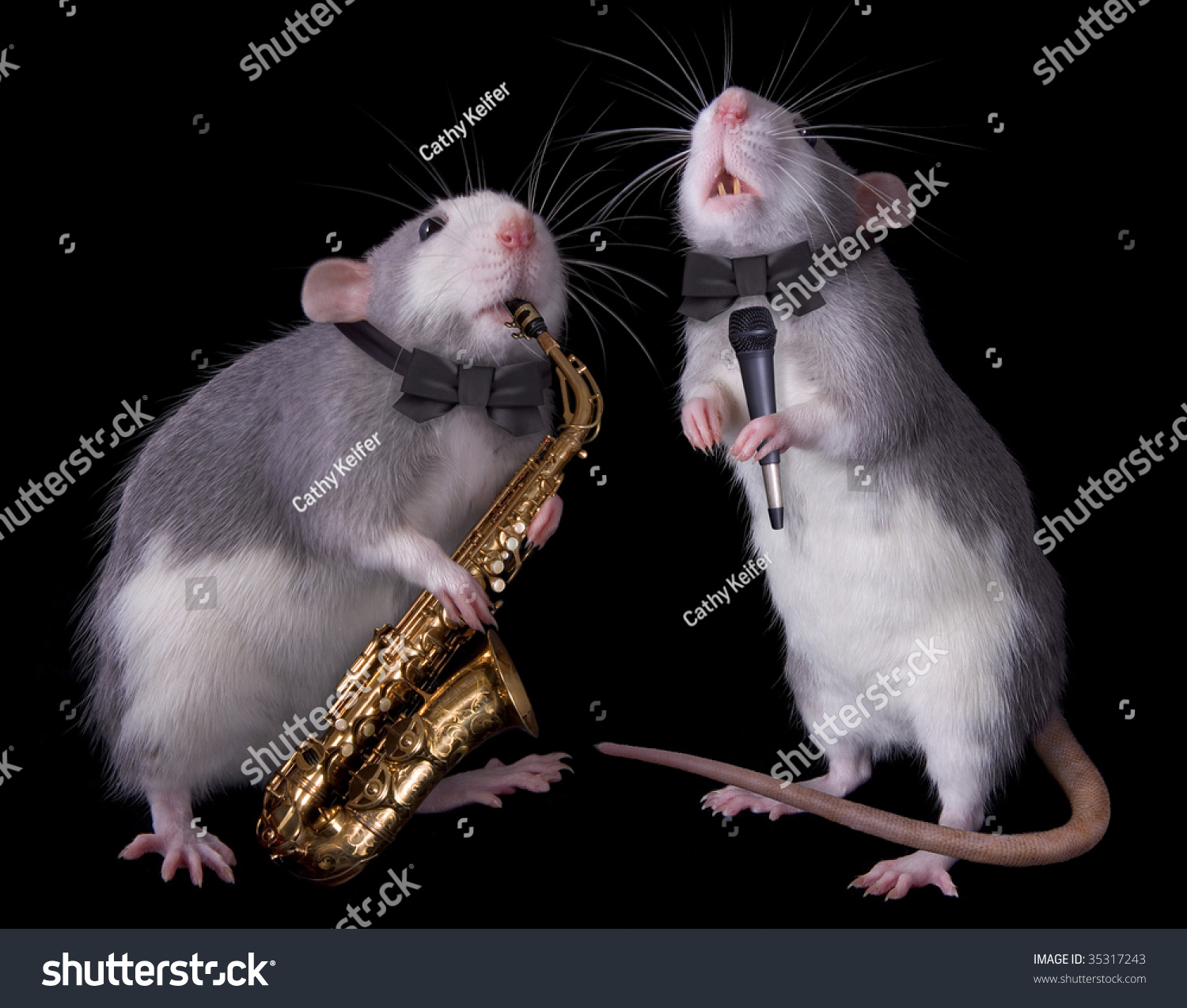 Две крысы поют
