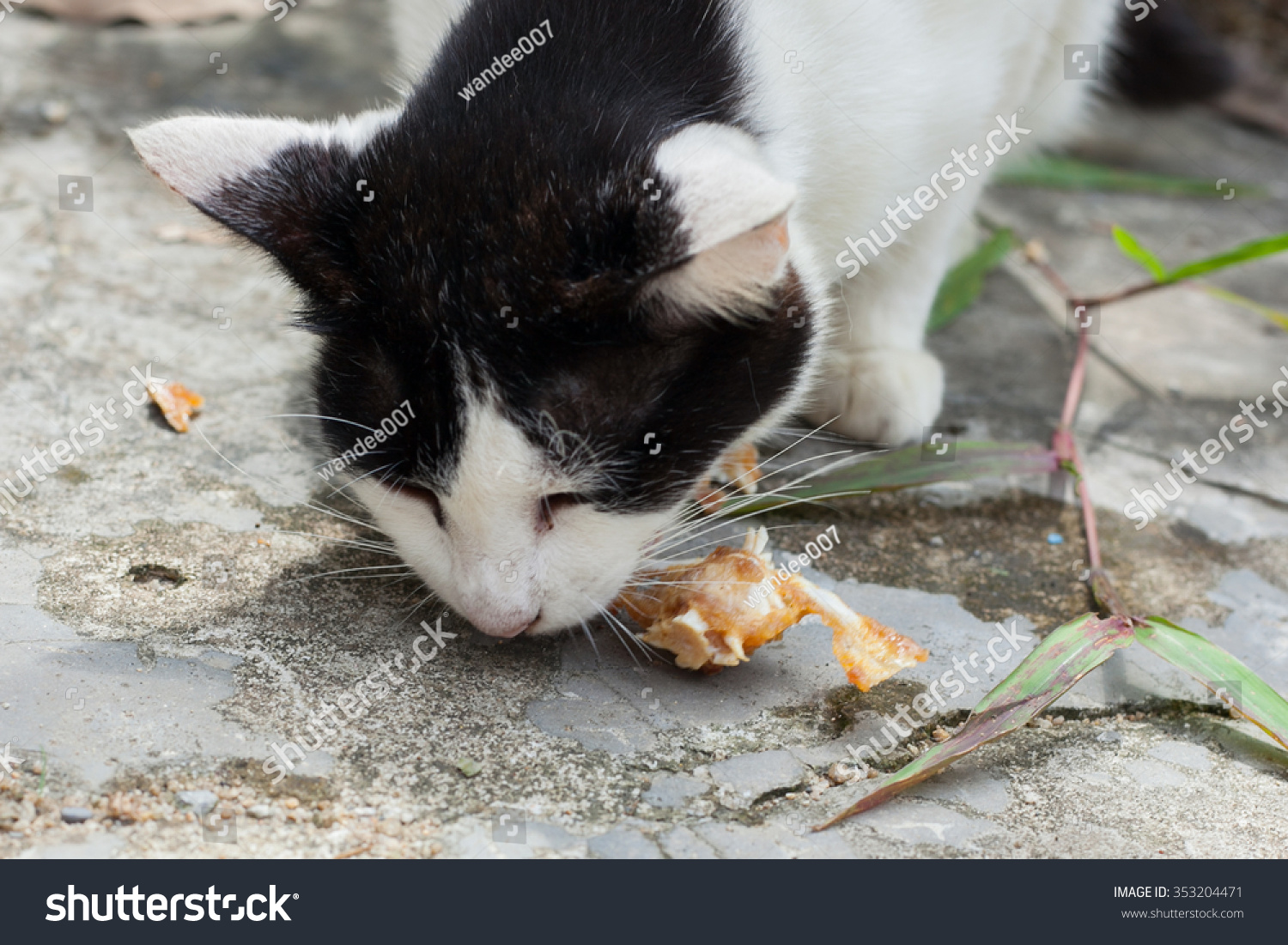 can cats eat fish bones