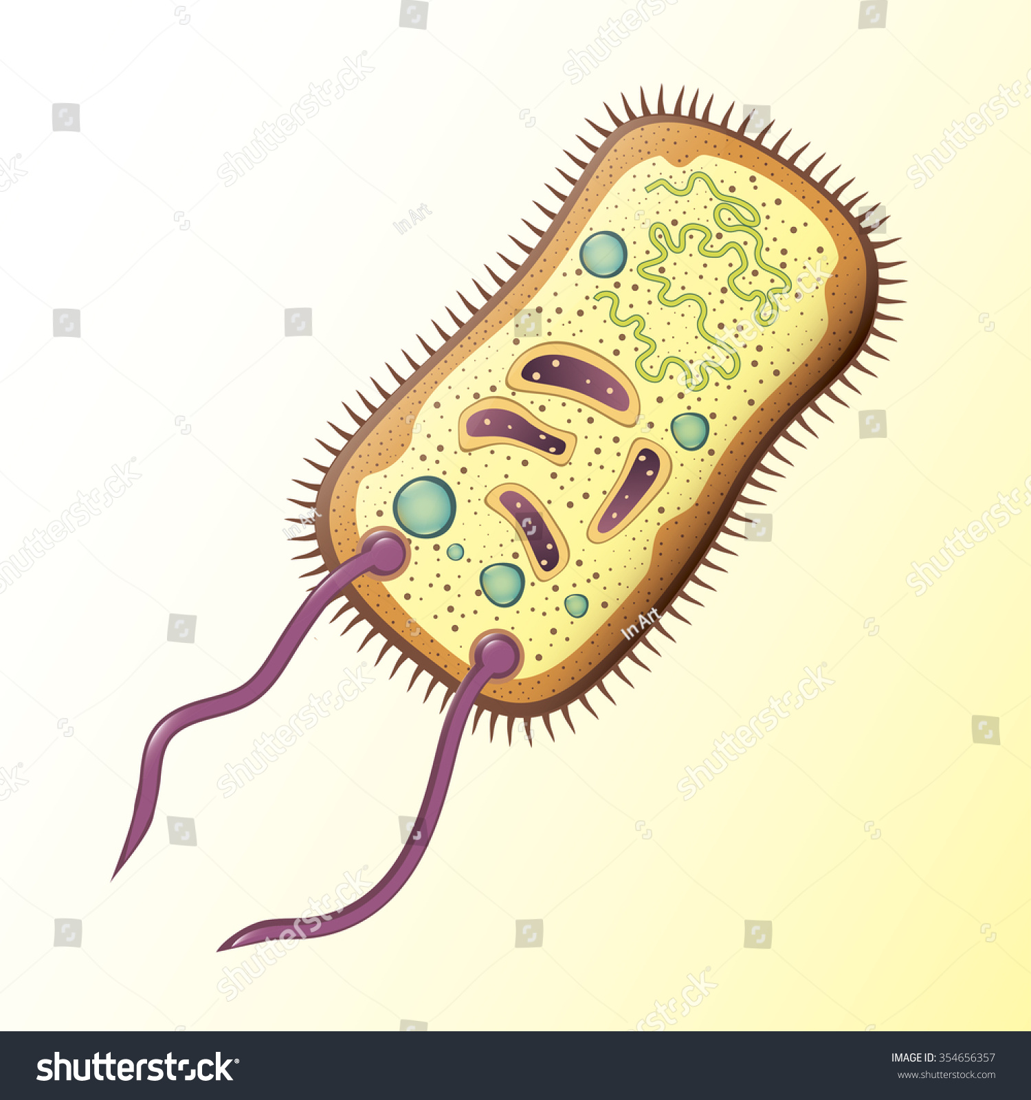 Structure Bacterial Cell School Illustration Vector Stock Vector ...