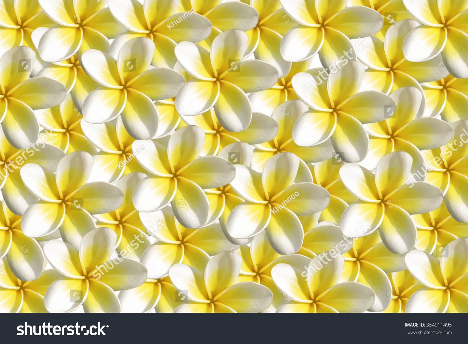 White Plumeria Flower Background Stock Photo 354911495 | Shutterstock