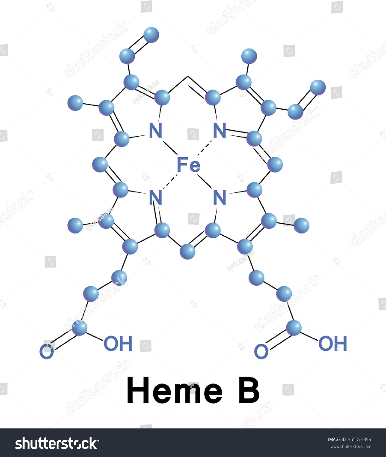 Heme B Part Both Hemoglobin Myoglobin Stock Vector (Royalty Free ...