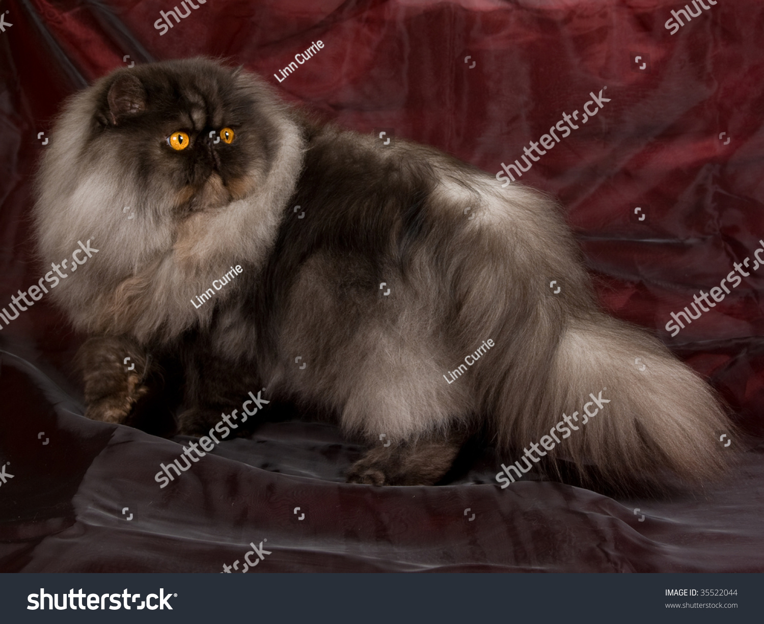 Персидский кот Дымок