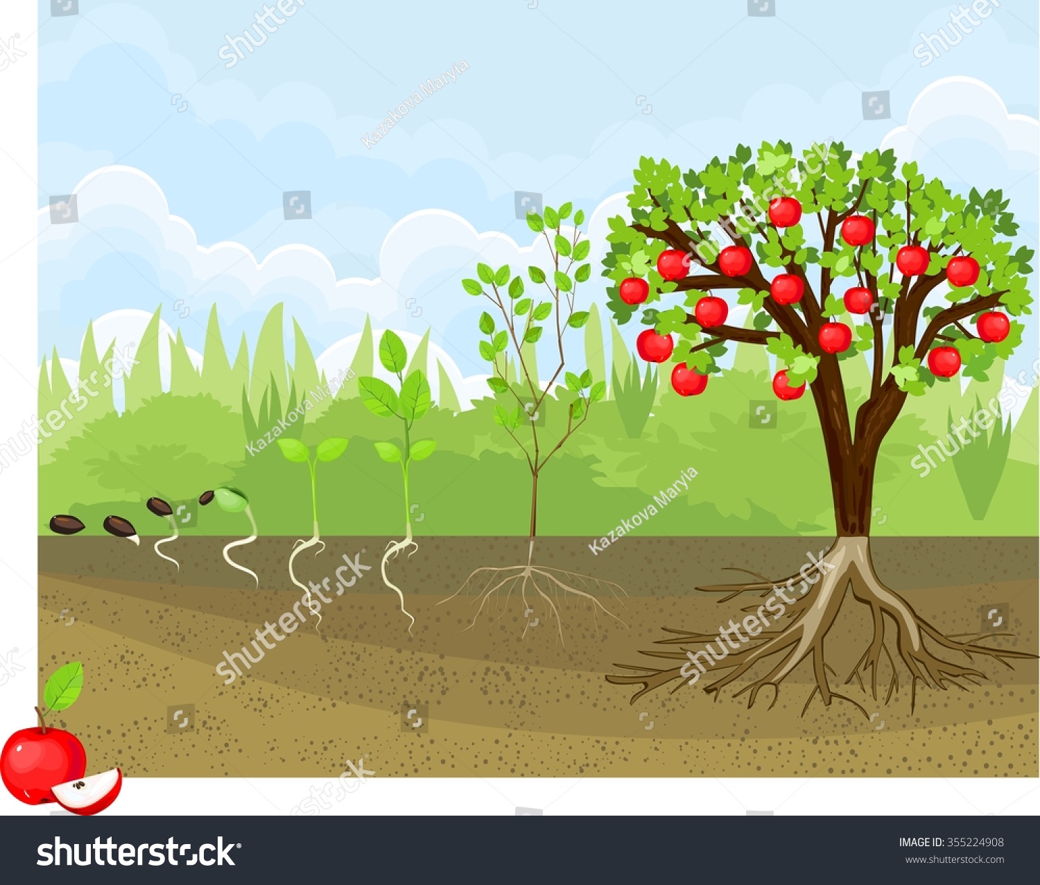 Life Cycle Apple Tree Stock Illustration 355224908 | Shutterstock