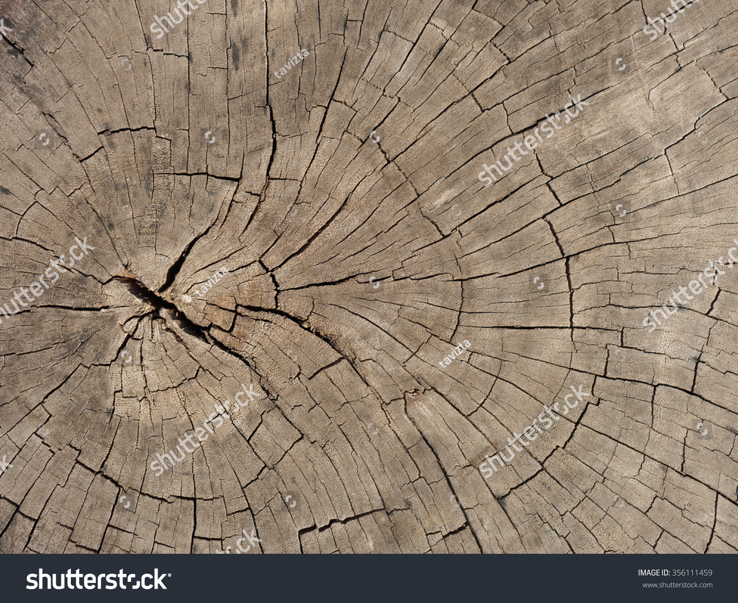 Cross Section Tree Stock Photo 356111459 | Shutterstock