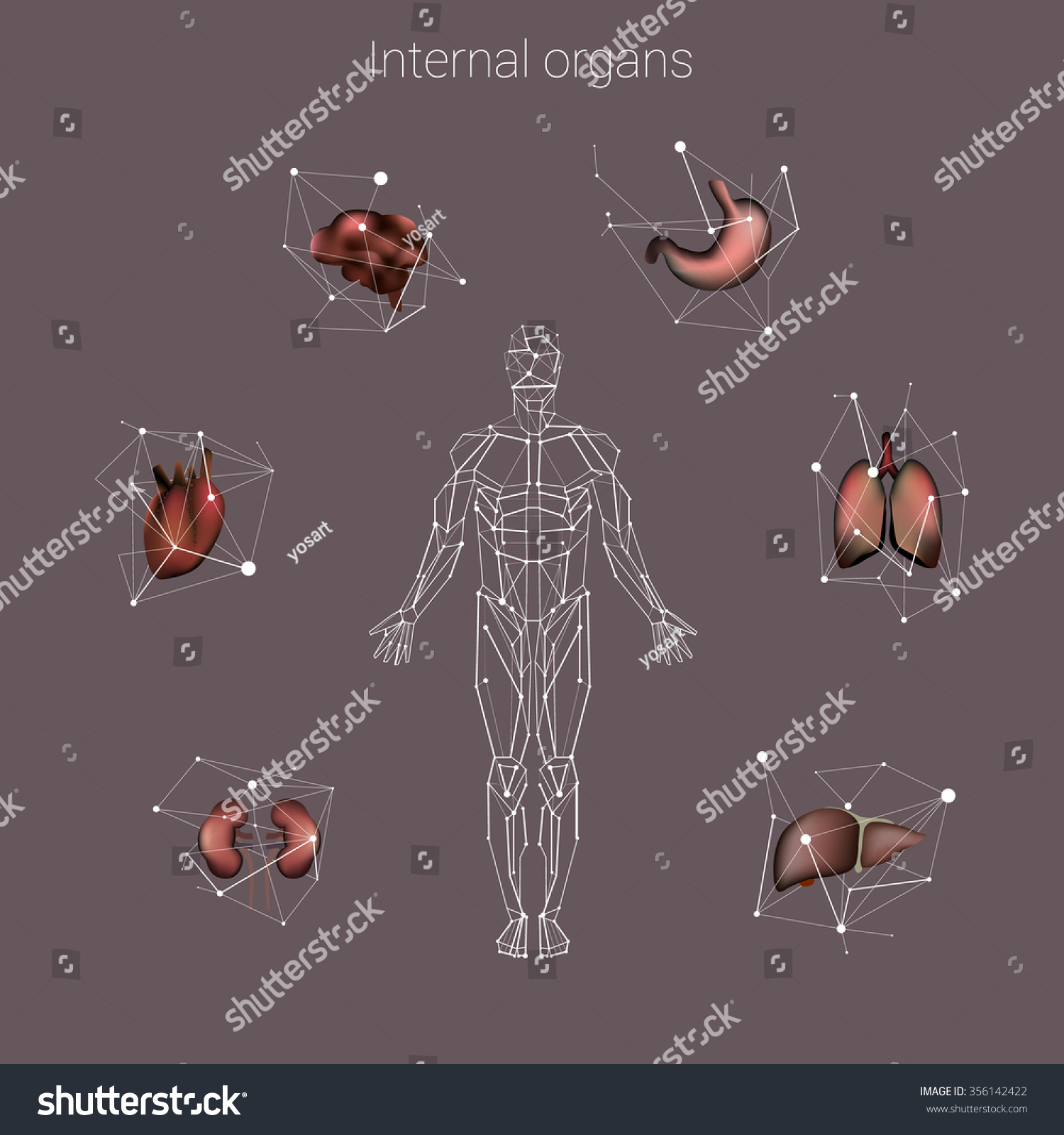Vector Abstract Human Internal Organs Set Stock Vector Royalty Free Stock Vector Vector Abstract Human Internal Organs Set Of Visual D Symbols Illustration Lungs Brains Kidneys 356142422
