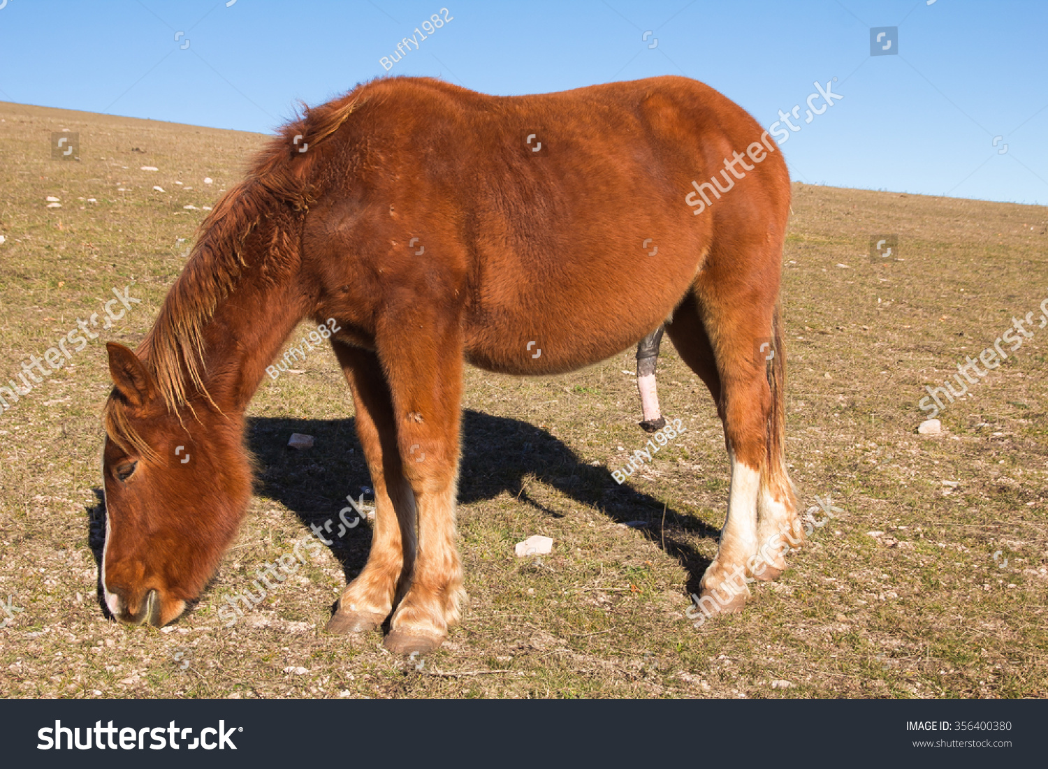 Foto Stok Brown Stallion Big Penis Pasture (Edit Sekarang) 356400380.