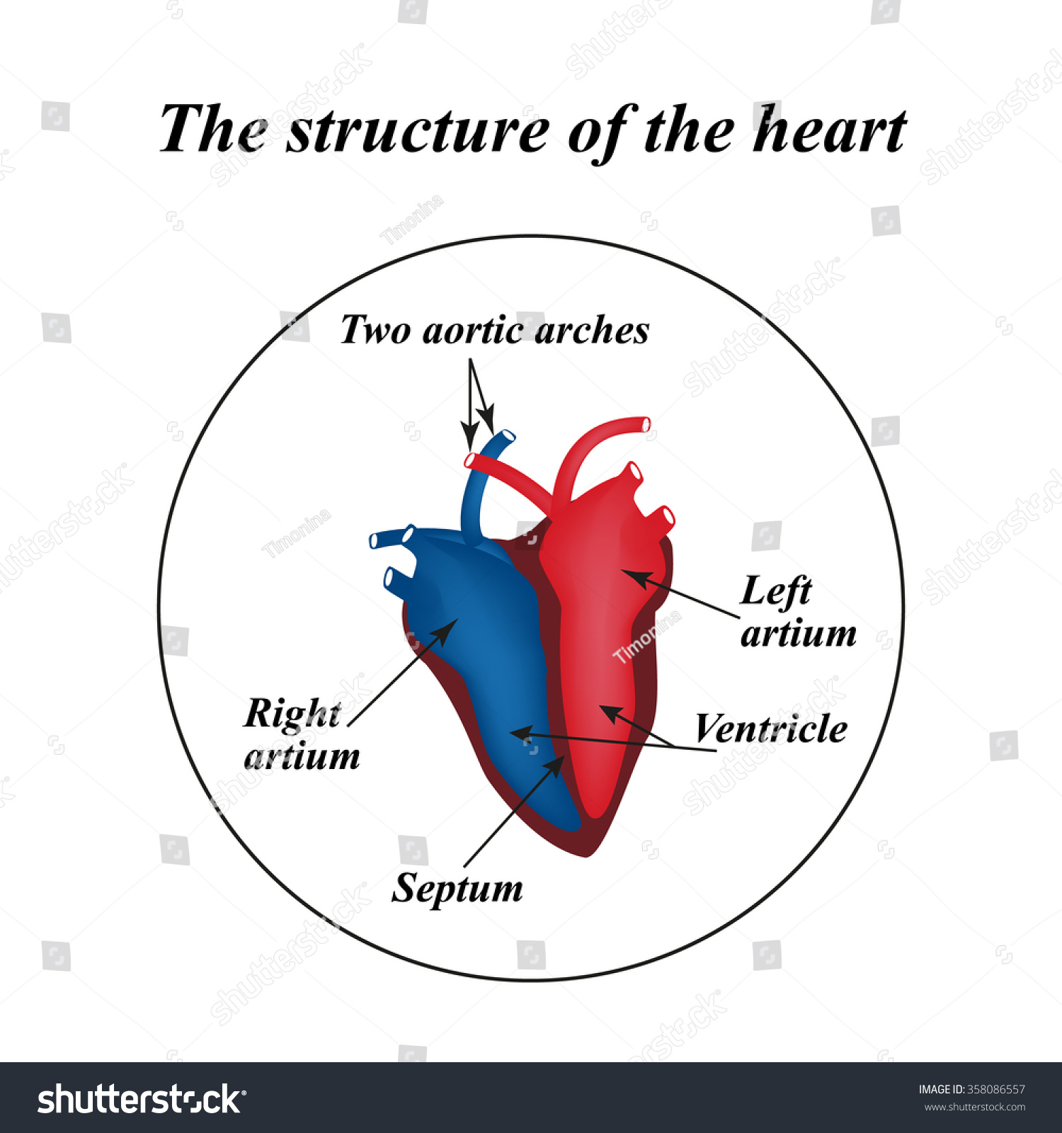 Structure Heart Infographics Illustration Stock Illustration 358086557 ...