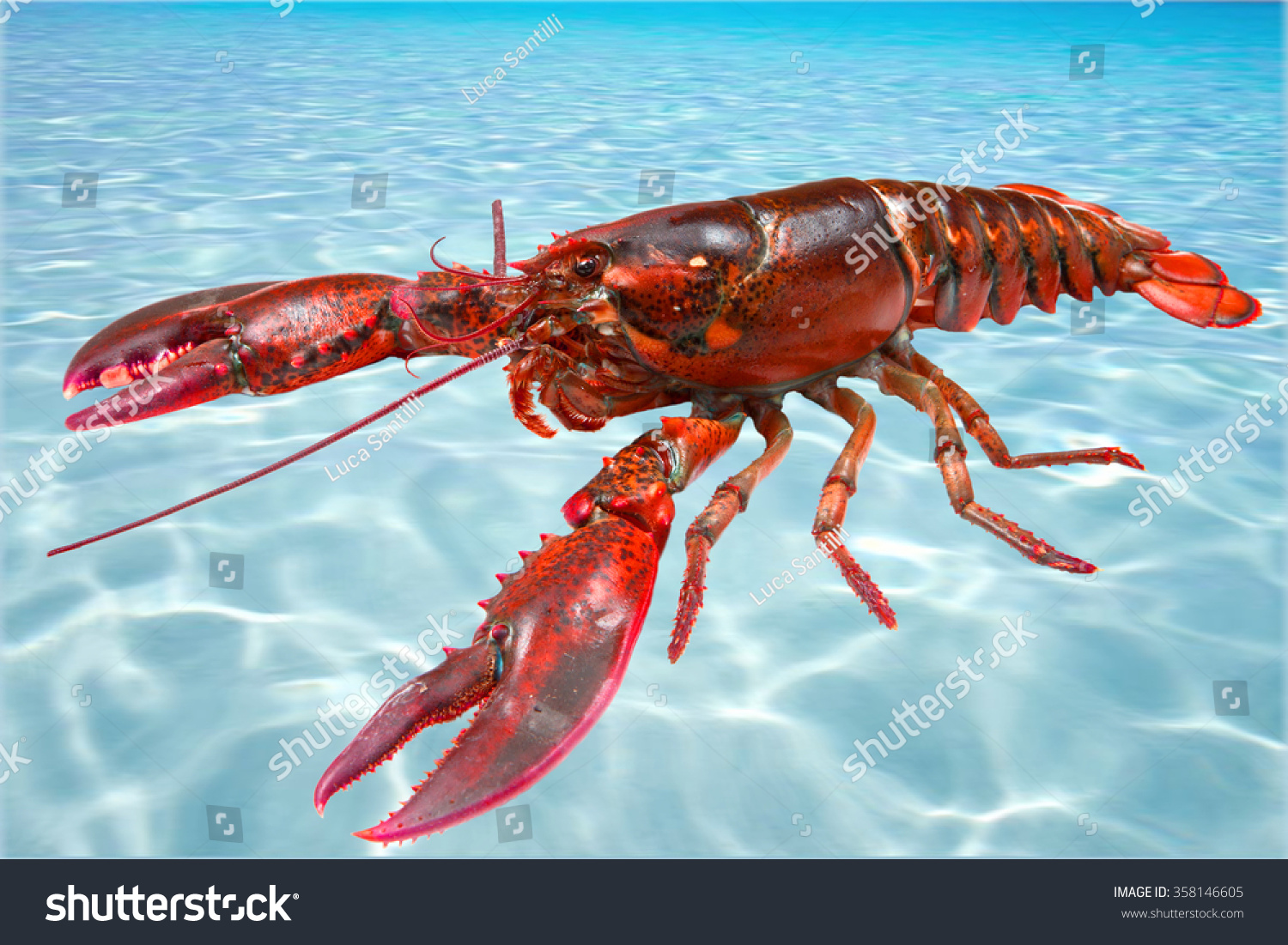 lobster in water