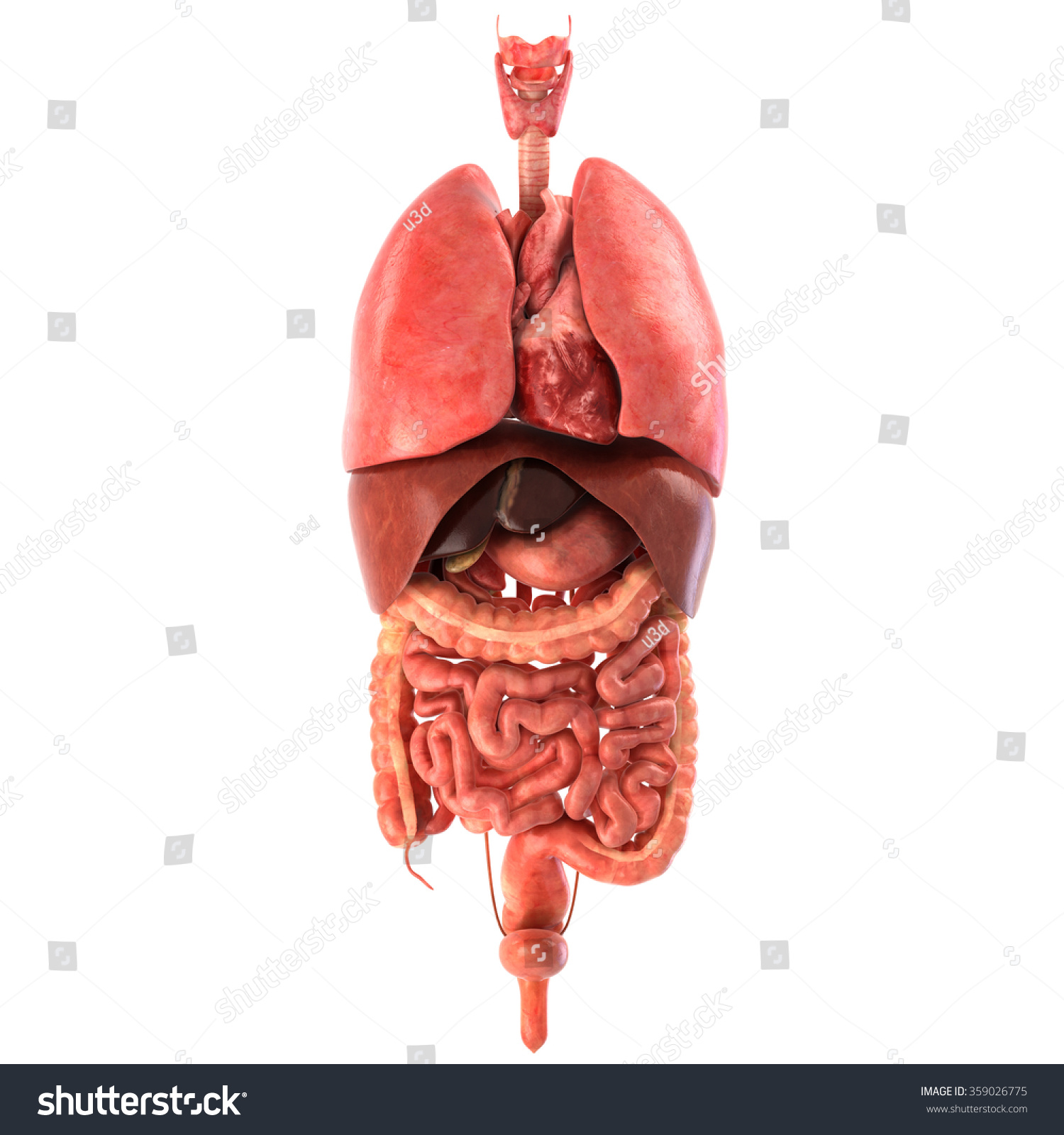 Human Internal Organs Anatomically Accurate Render Stock Illustration ...