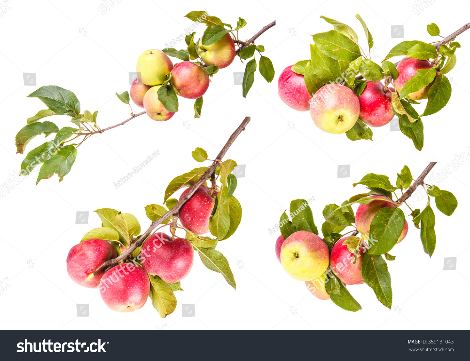 Ветка яблони с яблоками на белом фоне