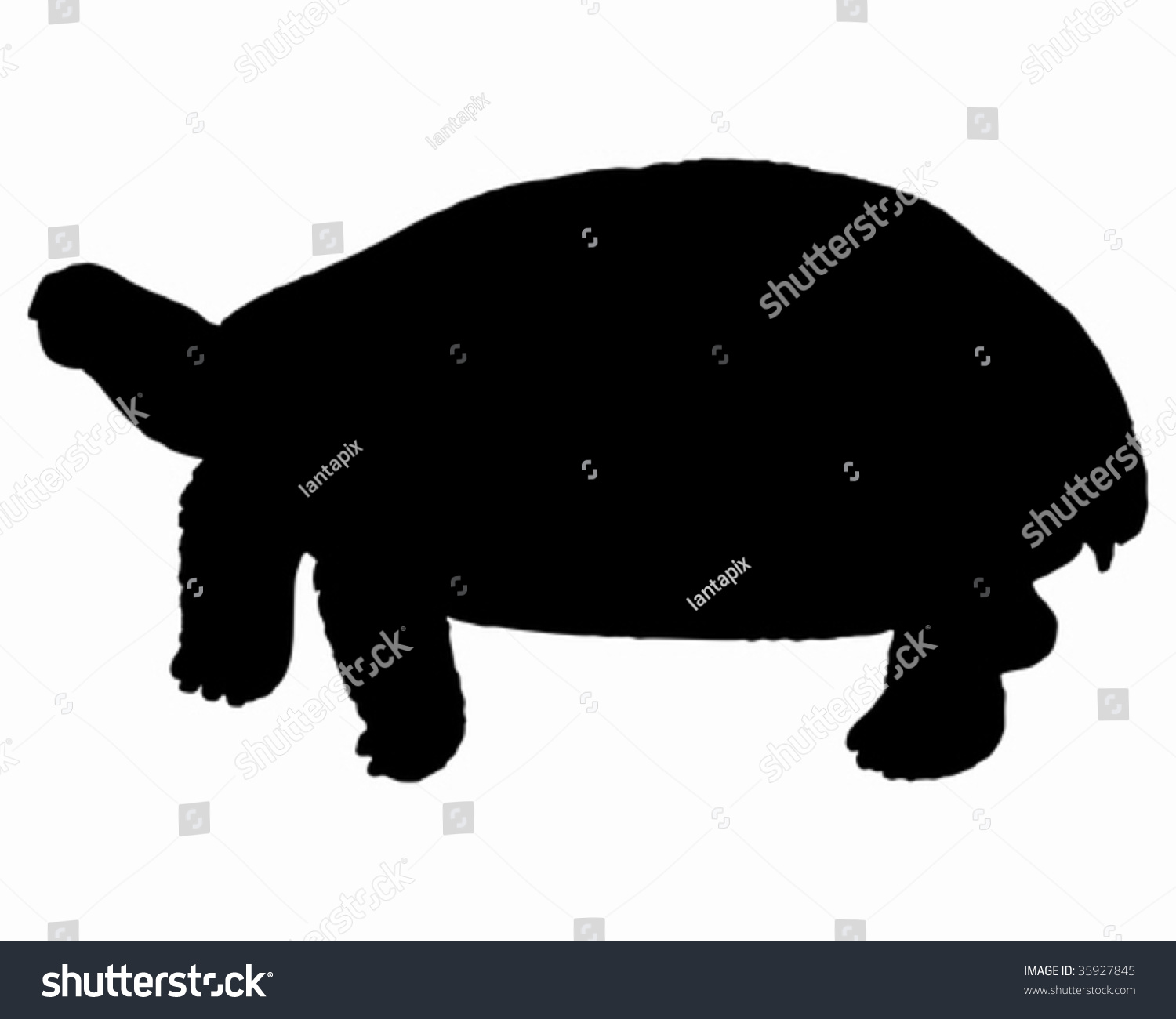 Black Silhouette Turtle Stock Vector (Royalty Free) 35927845 | Shutterstock