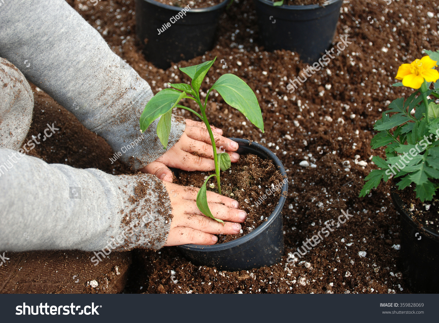 Young Boy Sitting Bin Soil Transplanting Stock Photo 359828069 ...