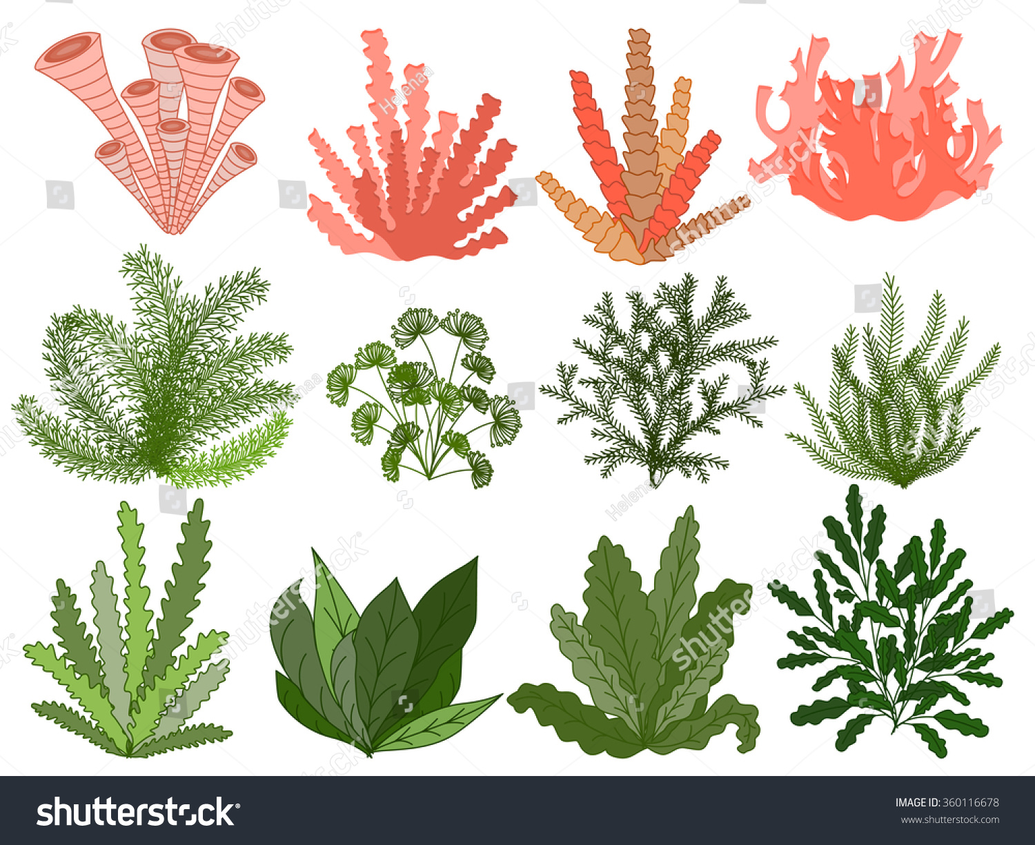Морские растения рисунки для цветные