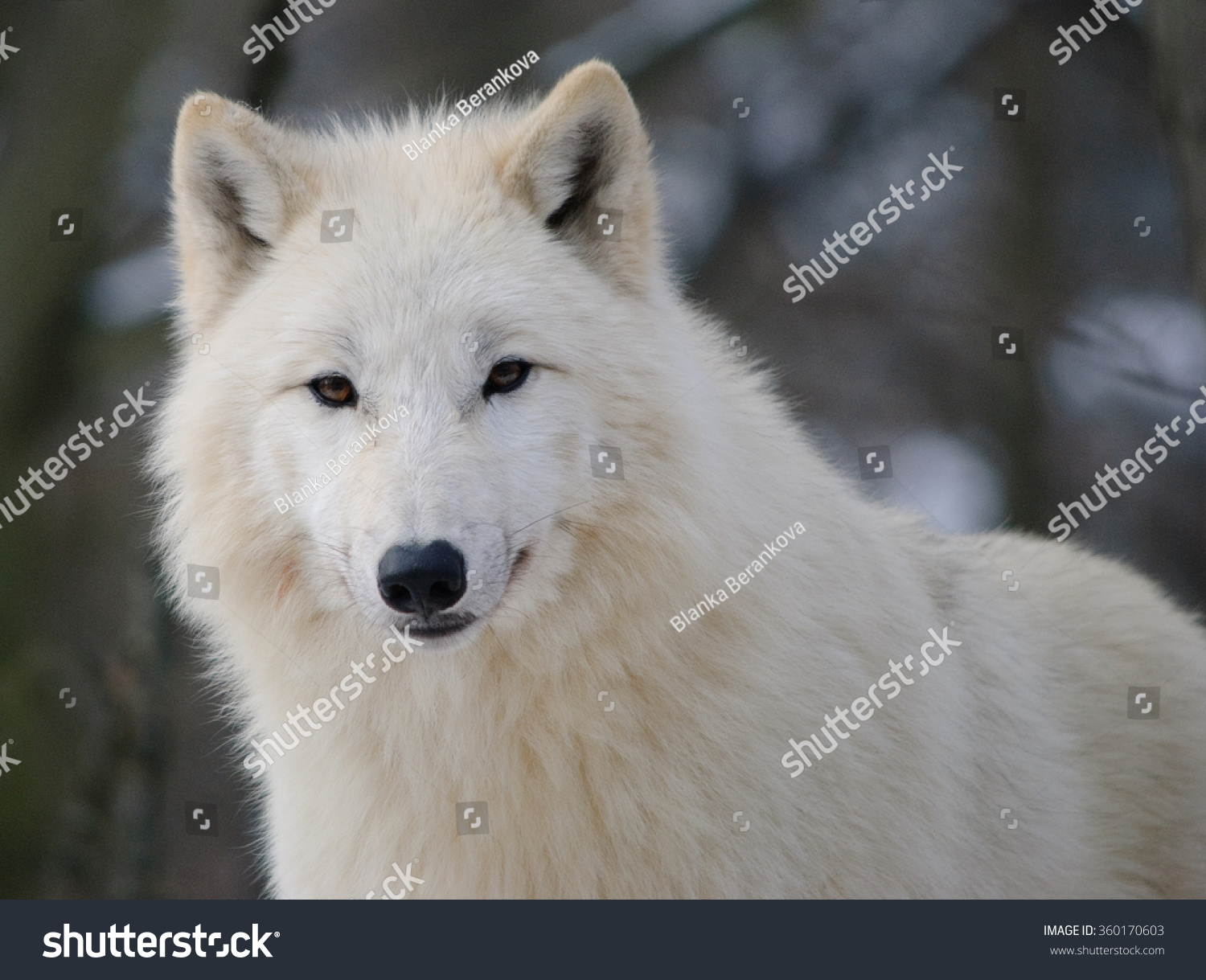 Whitewolfbrazil