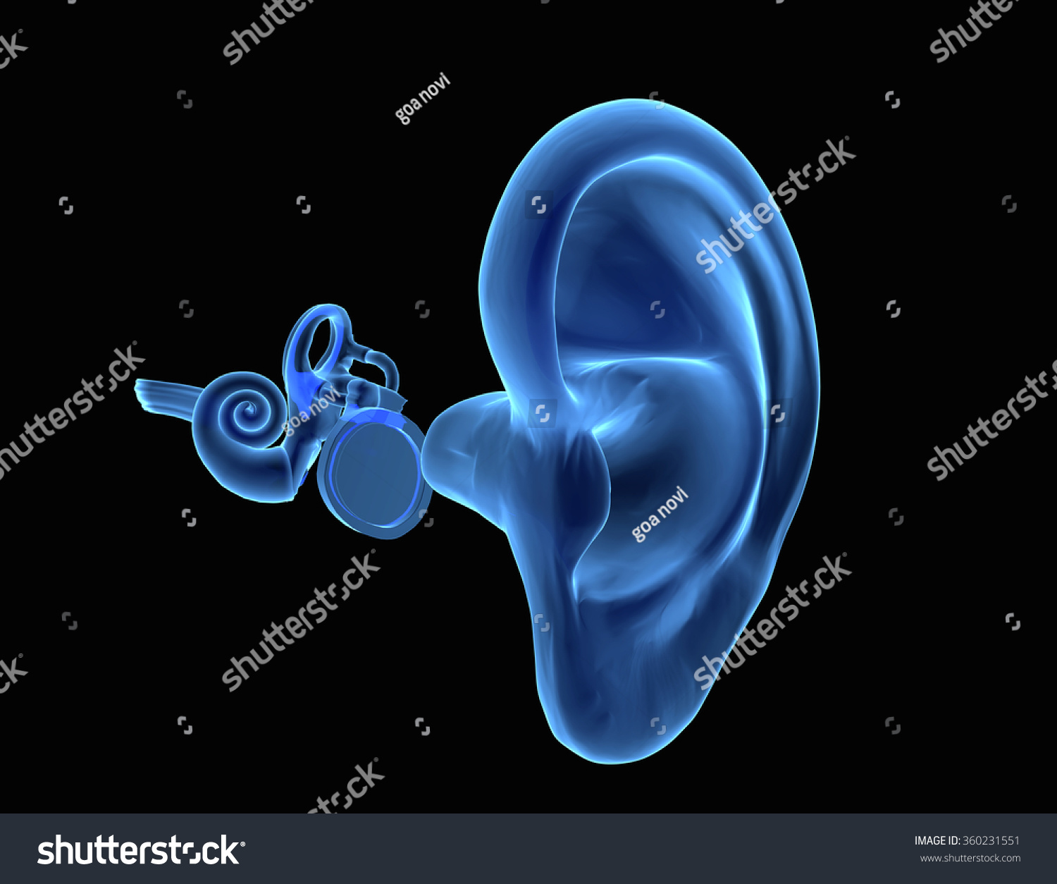 3d Illustration Ear Anatomy Eardrum Malleus: ilustrações stock ...