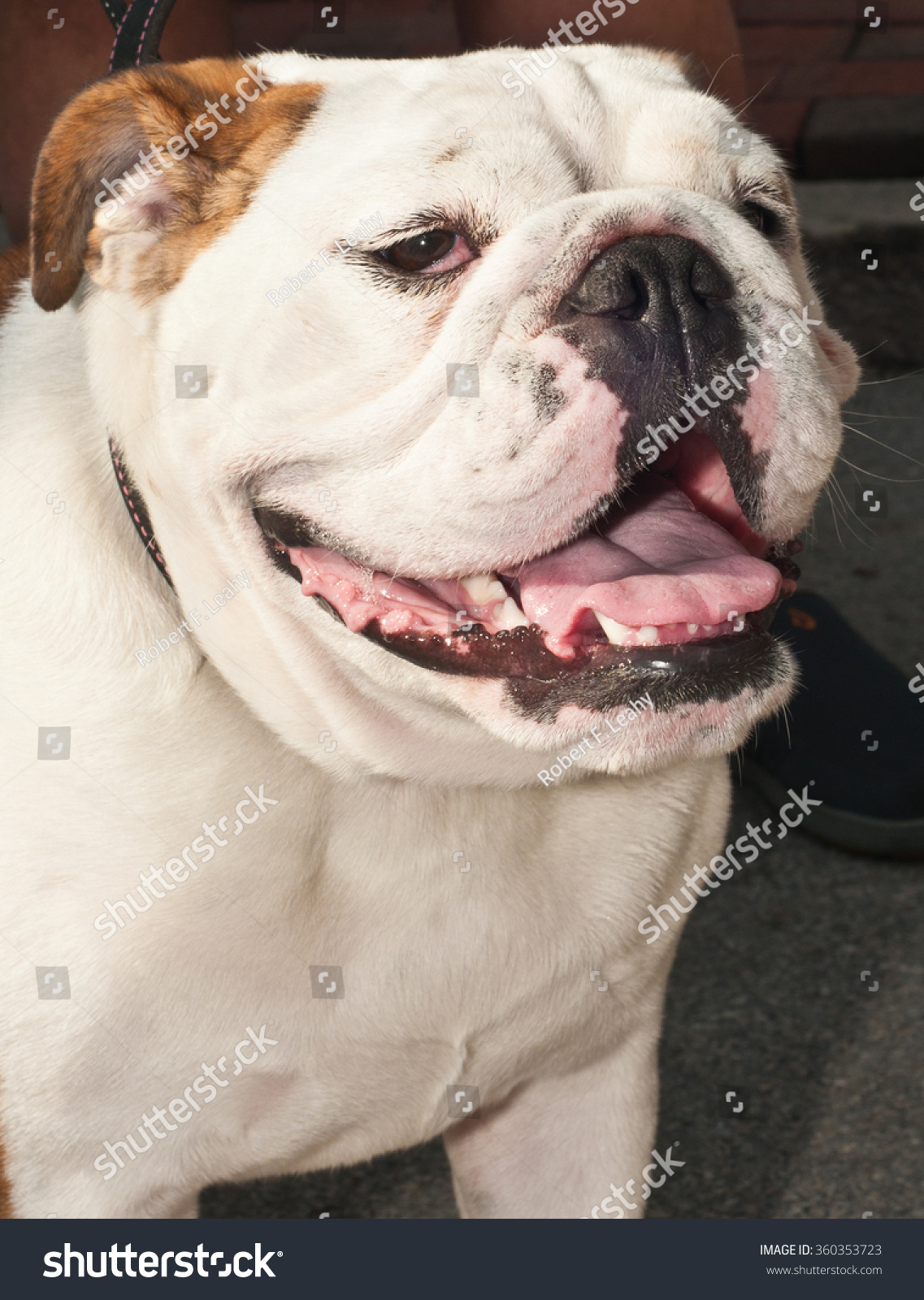 english bulldog smile