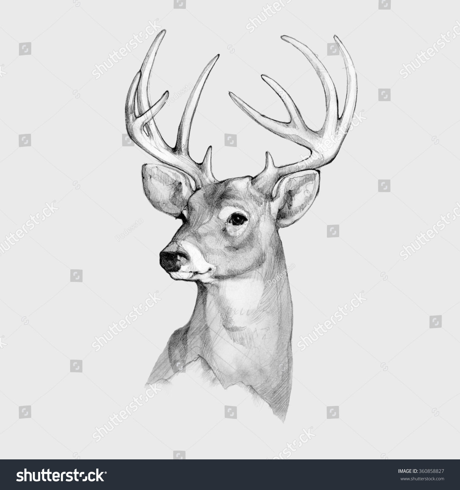 reindeer head illustration