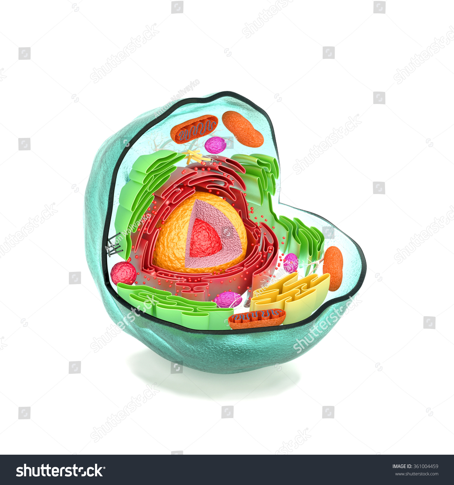 Cell Cell Structure Cell Anatomy Section Stock Illustration 361004459 ...