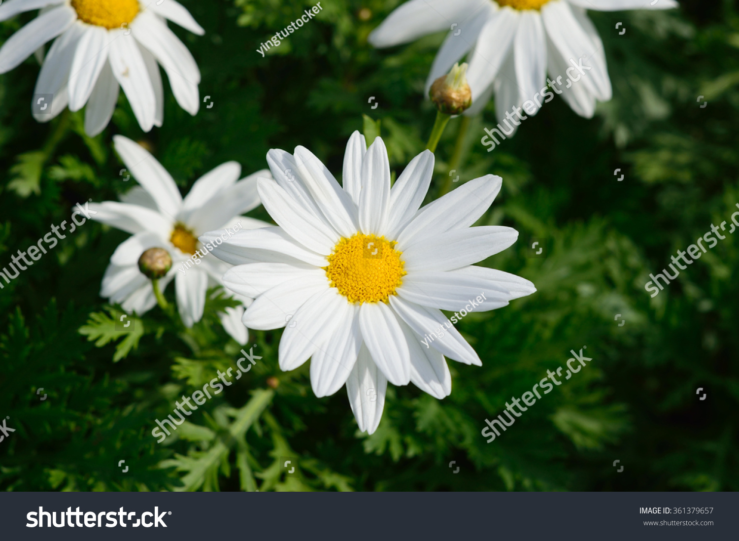 Shasta Daisy Flower Stock Photo 361379657 | Shutterstock