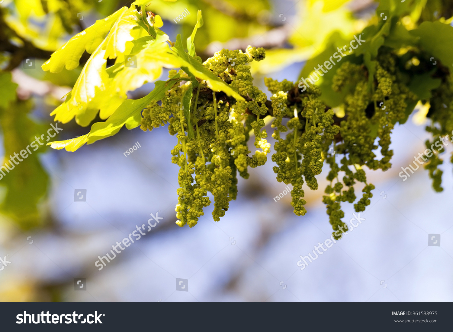 oak catkin