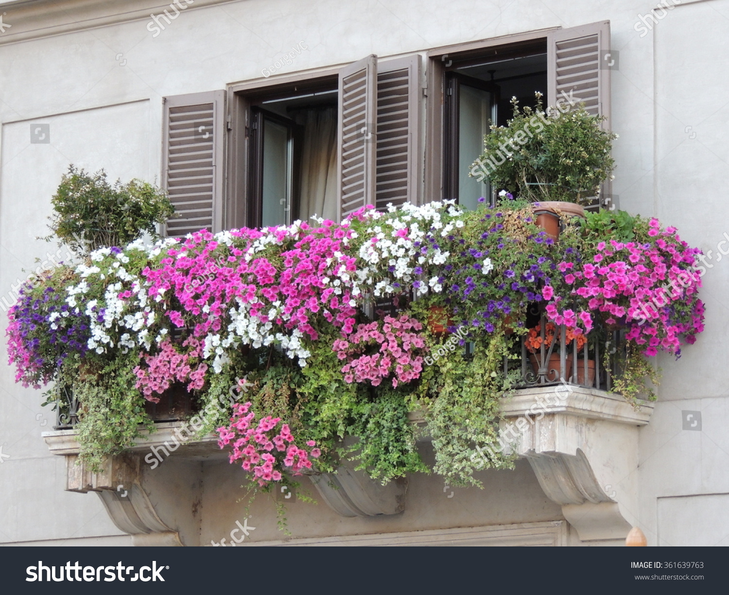 Тенелюбивые балконные цветы