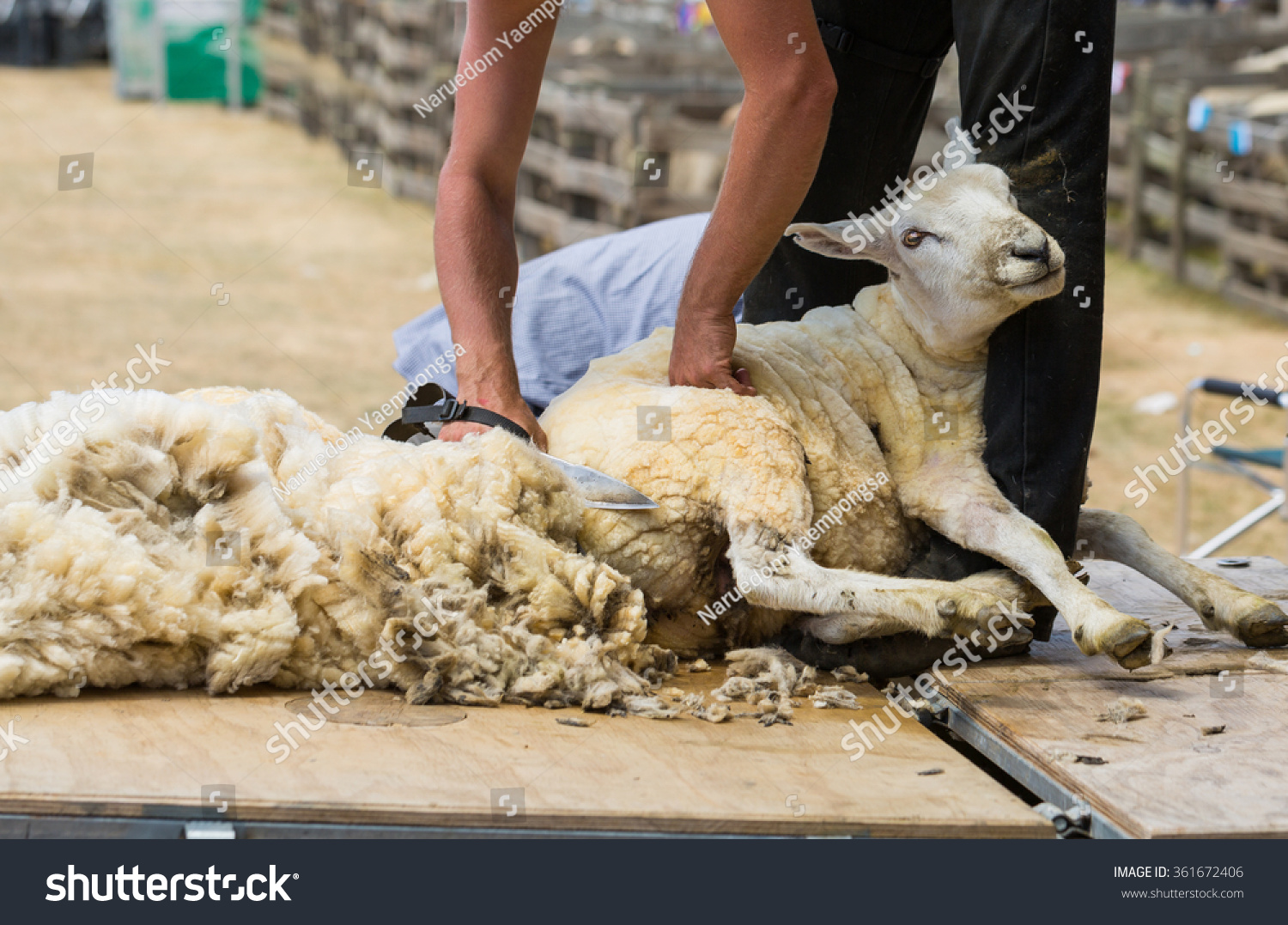 497 Sheep Sheering Images, Stock Photos & Vectors 