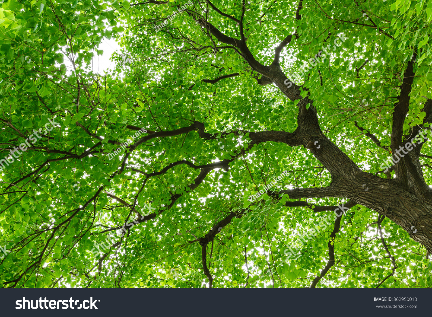 Green Natural Background Chinese Tallow Trees Stock Photo 362950070