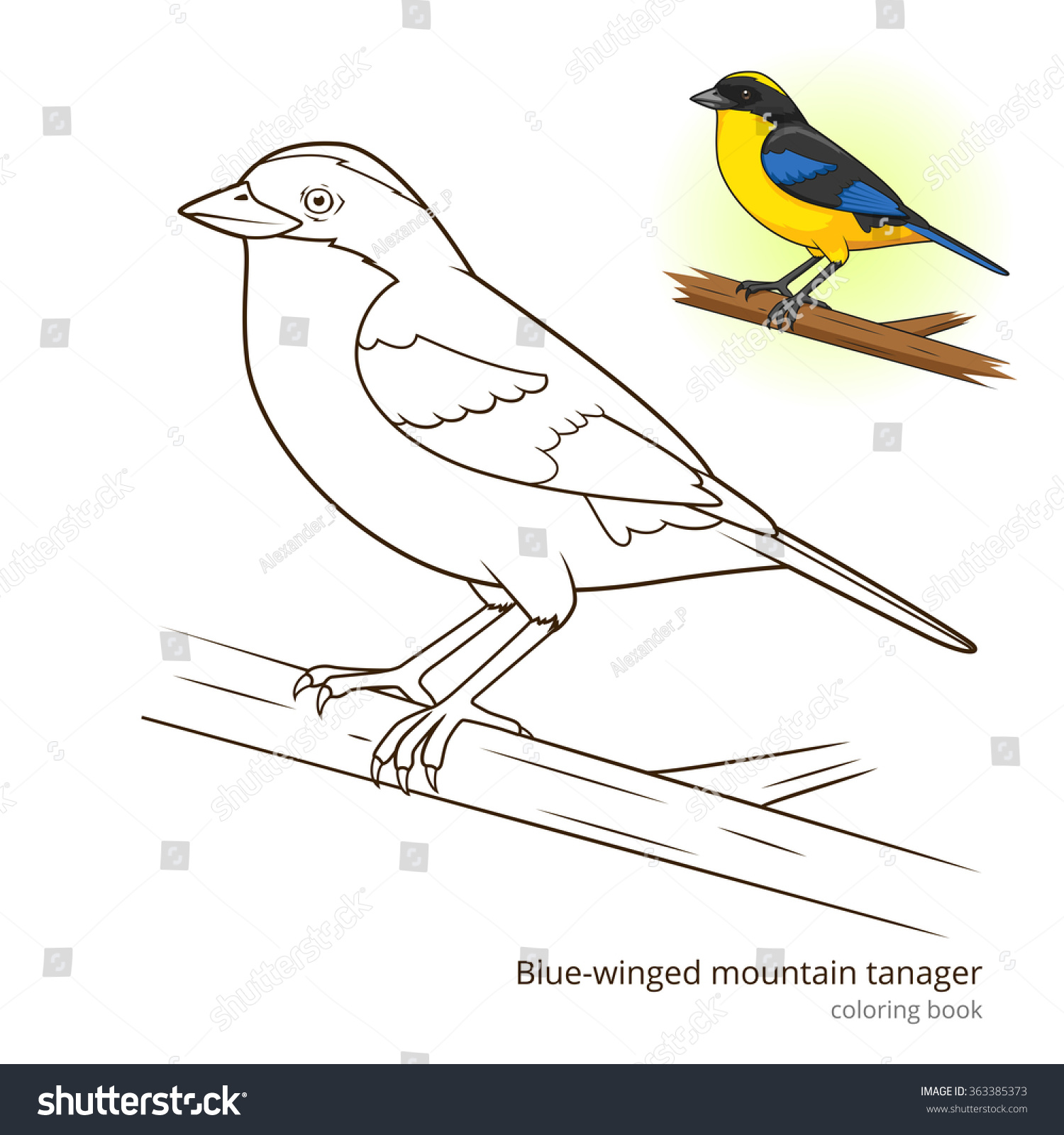 Blue Winged Mountain Tanager Bird Learn Stock Illustration 363385373 ...