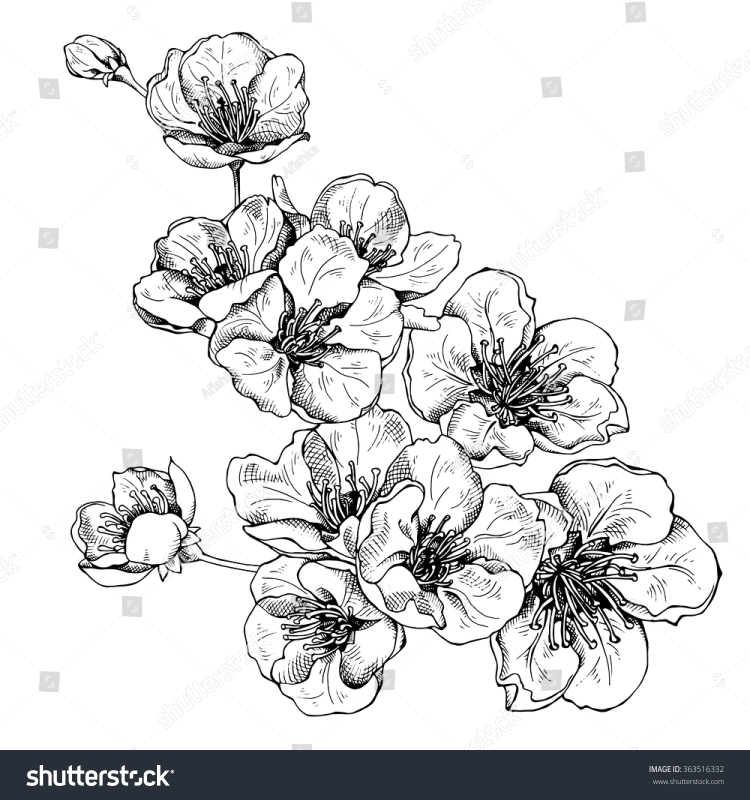 Flowers Cherry Vector Black White Illustration Stock Vector (Royalty ...