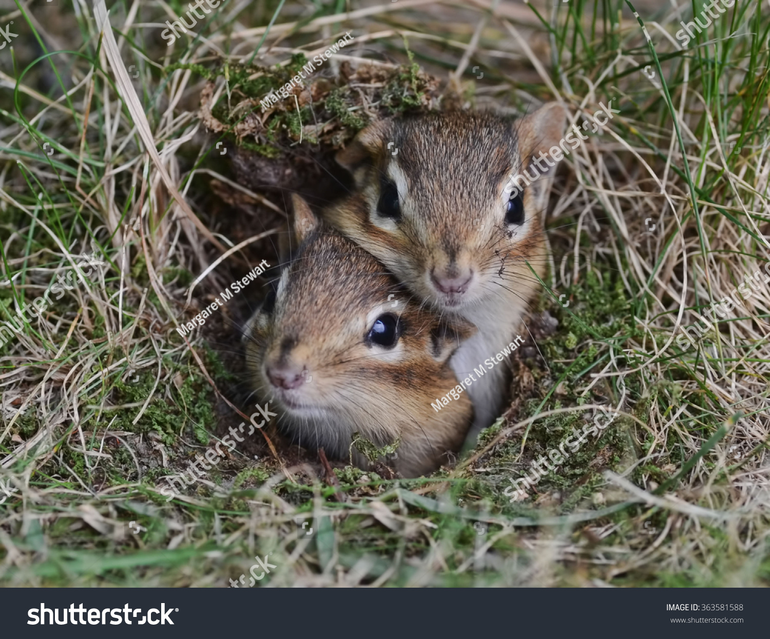 Two Cute Baby Chipmunks Trying Get Stock Photo 363581588 | Shutterstock