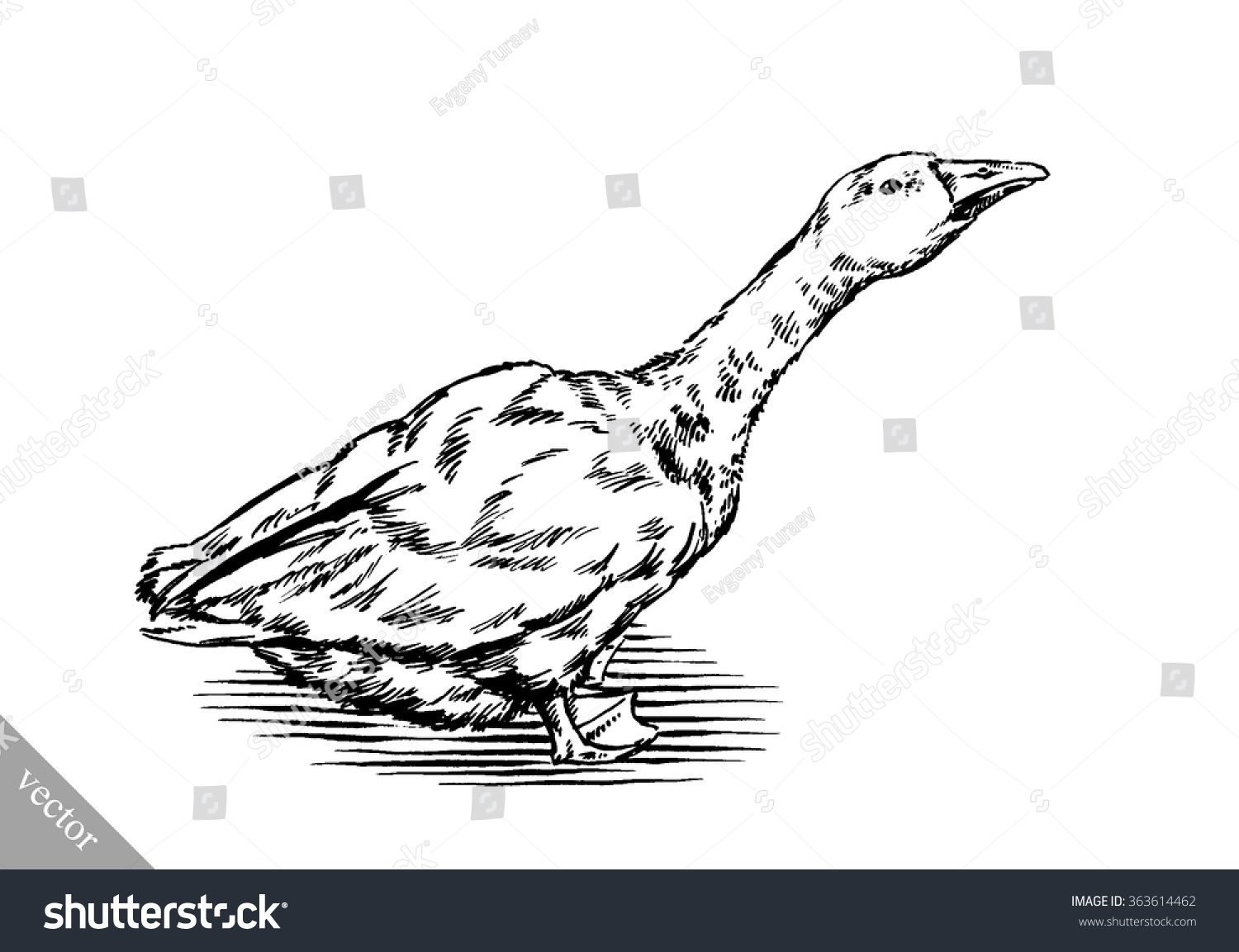 Engrave Ink Draw Isolated Duck Illustration Stock Vector (Royalty Free ...