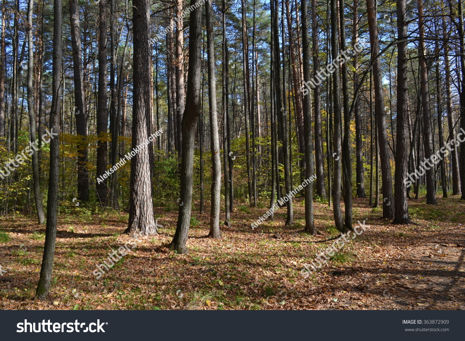 Хвойный лес Волгоград