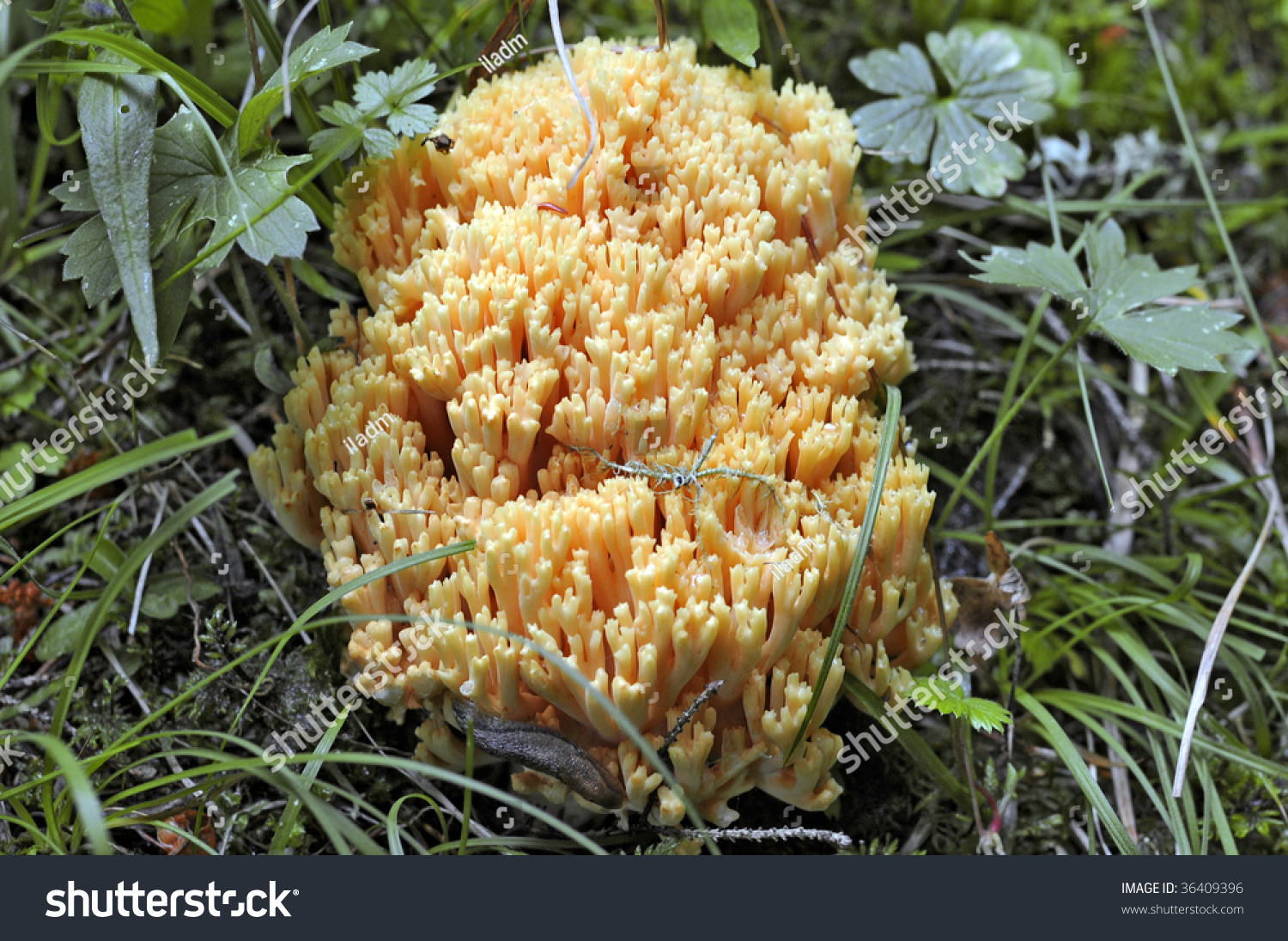 Королевский гриб коралл
