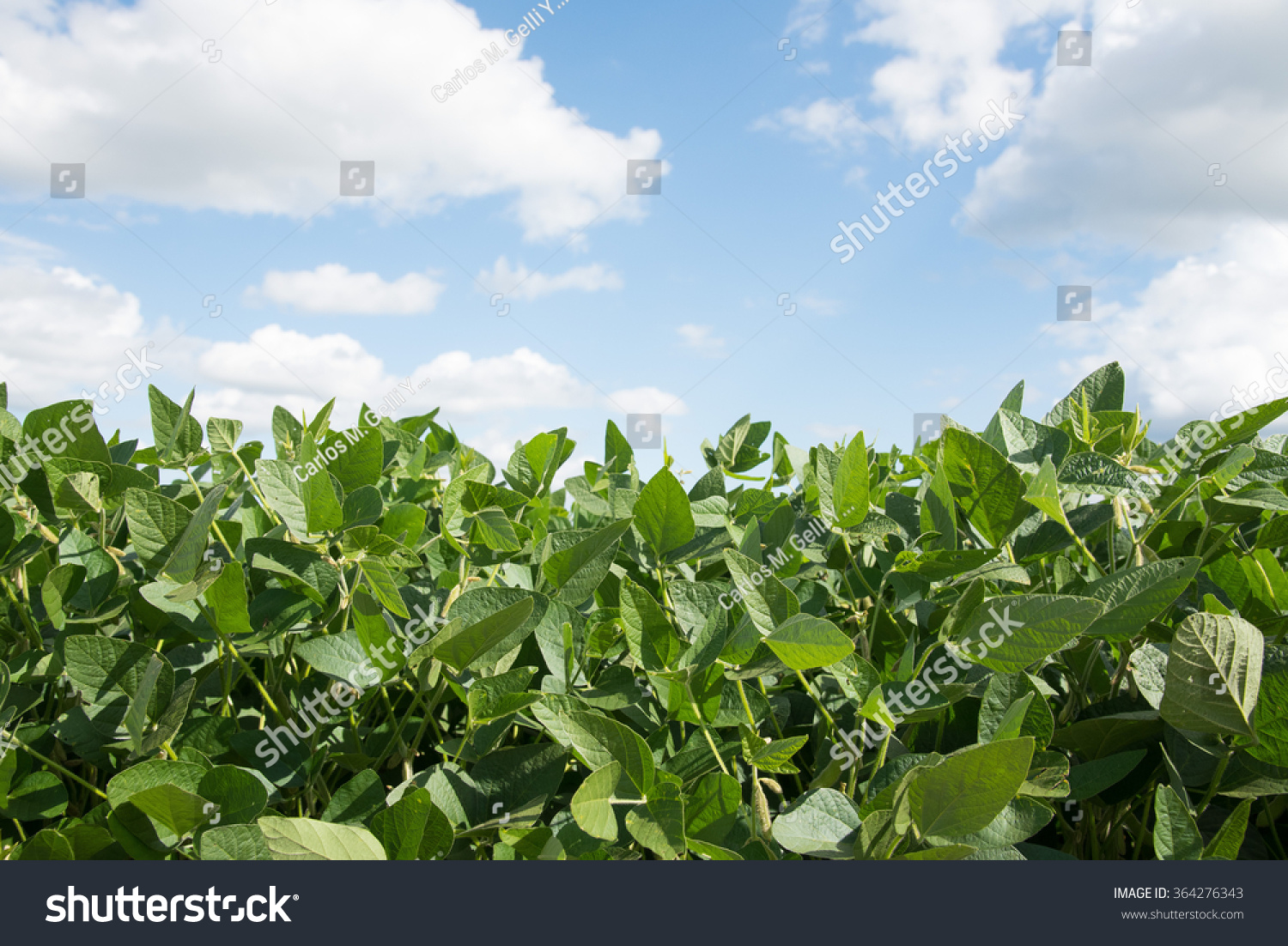 Soybean Plant Blue Sky Background Stock Photo 364276343 | Shutterstock