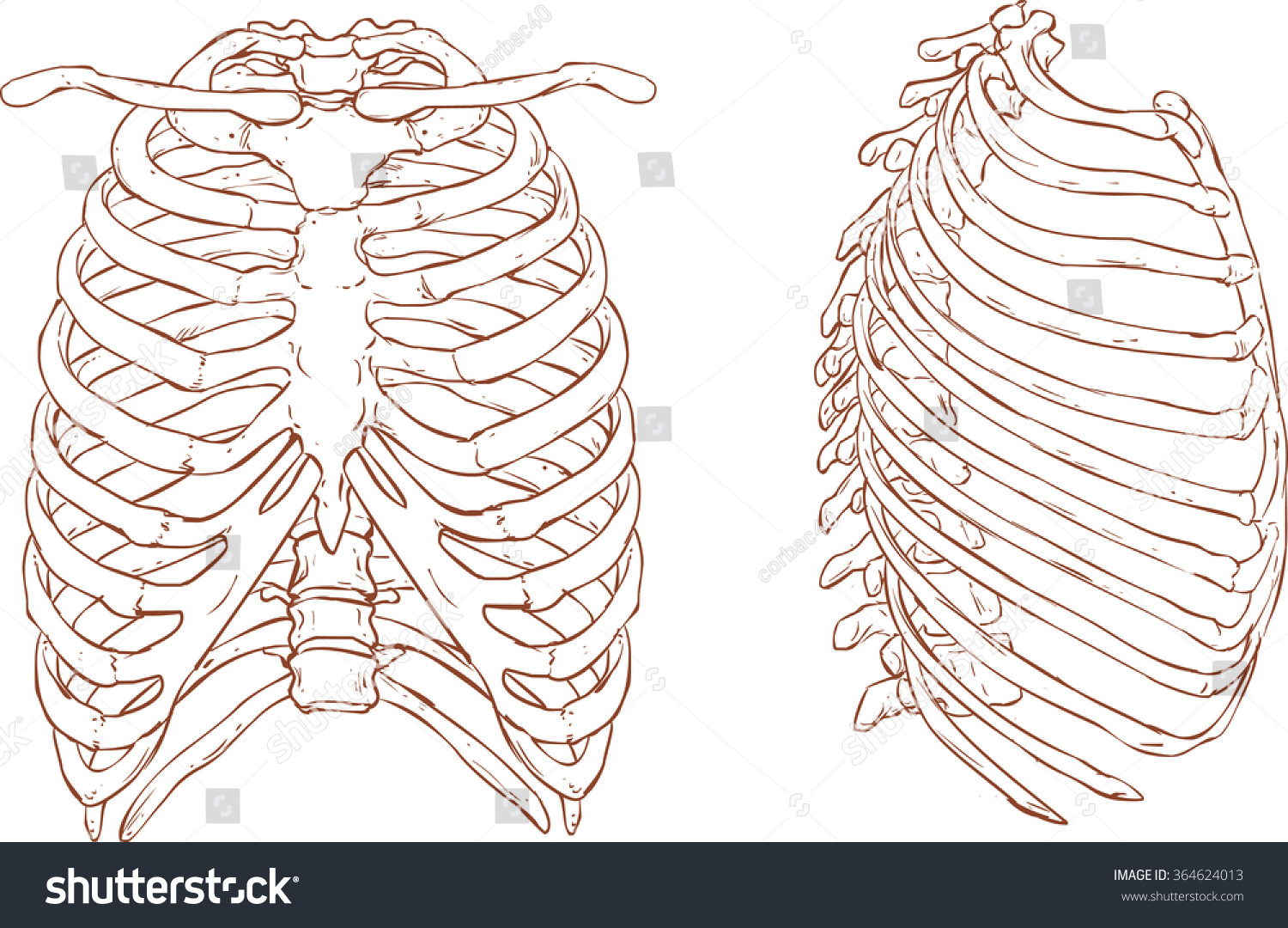 Rib Cage Brown White Illustration Stock Vector (Royalty Free) 364624013 ...