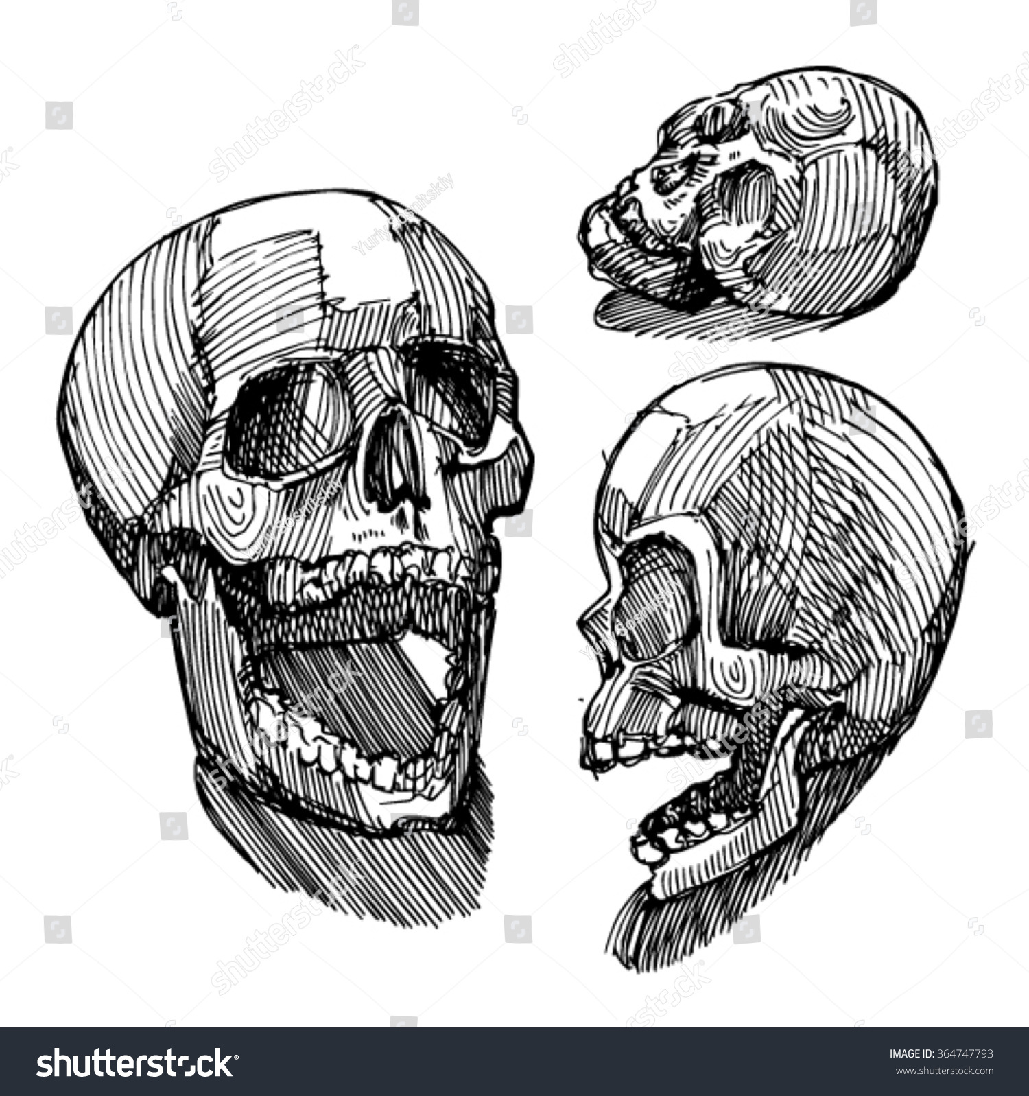 skull anatomy sketch