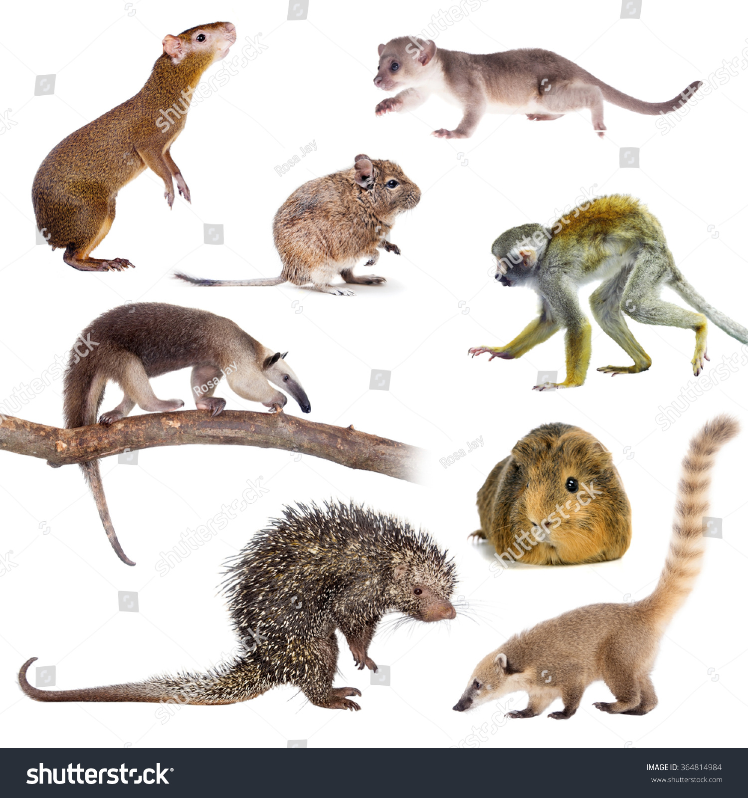 Mammals South America Isolated On White Stock Photo 364814984 