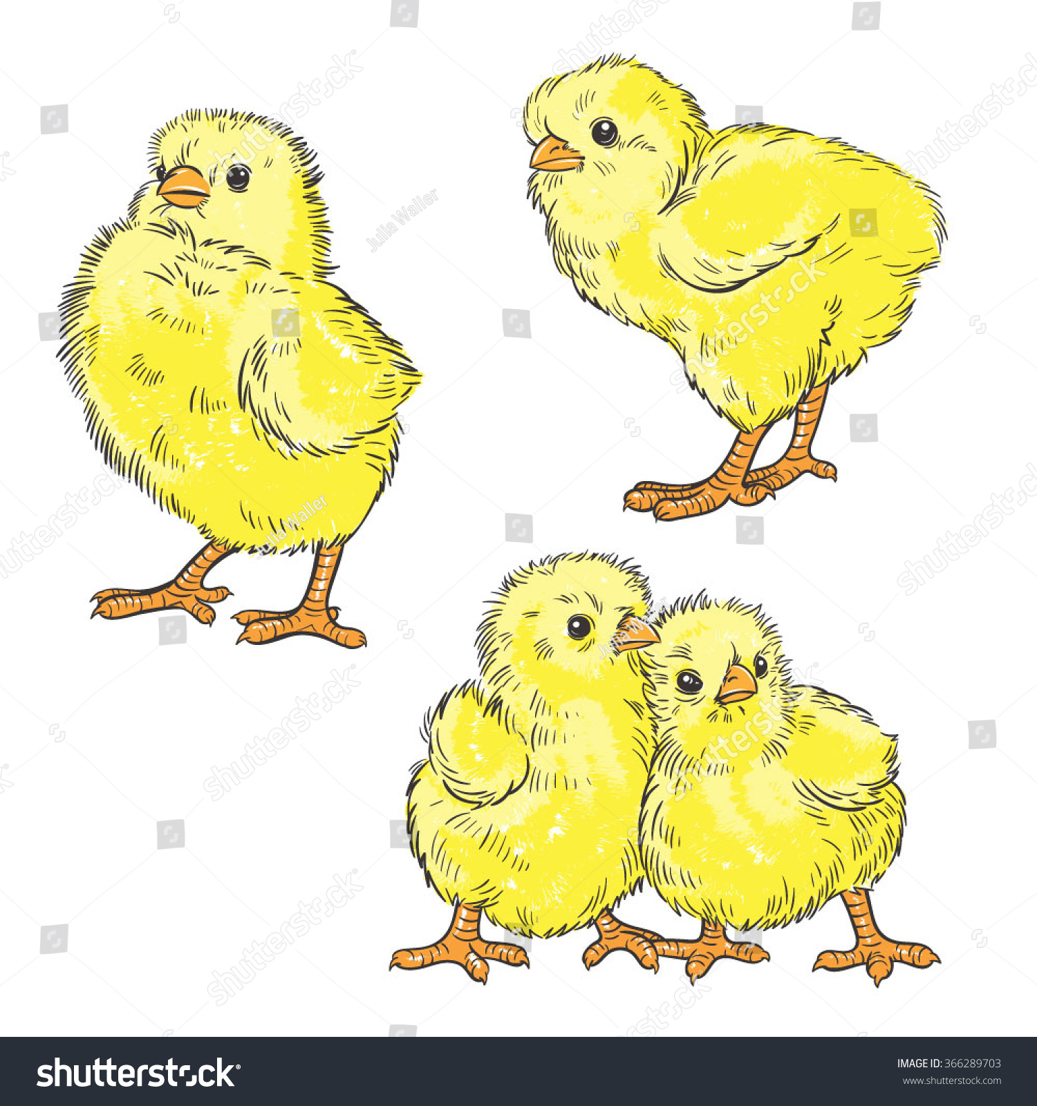 Vector Color Chickens Illustration Stock Vector (royalty Free 