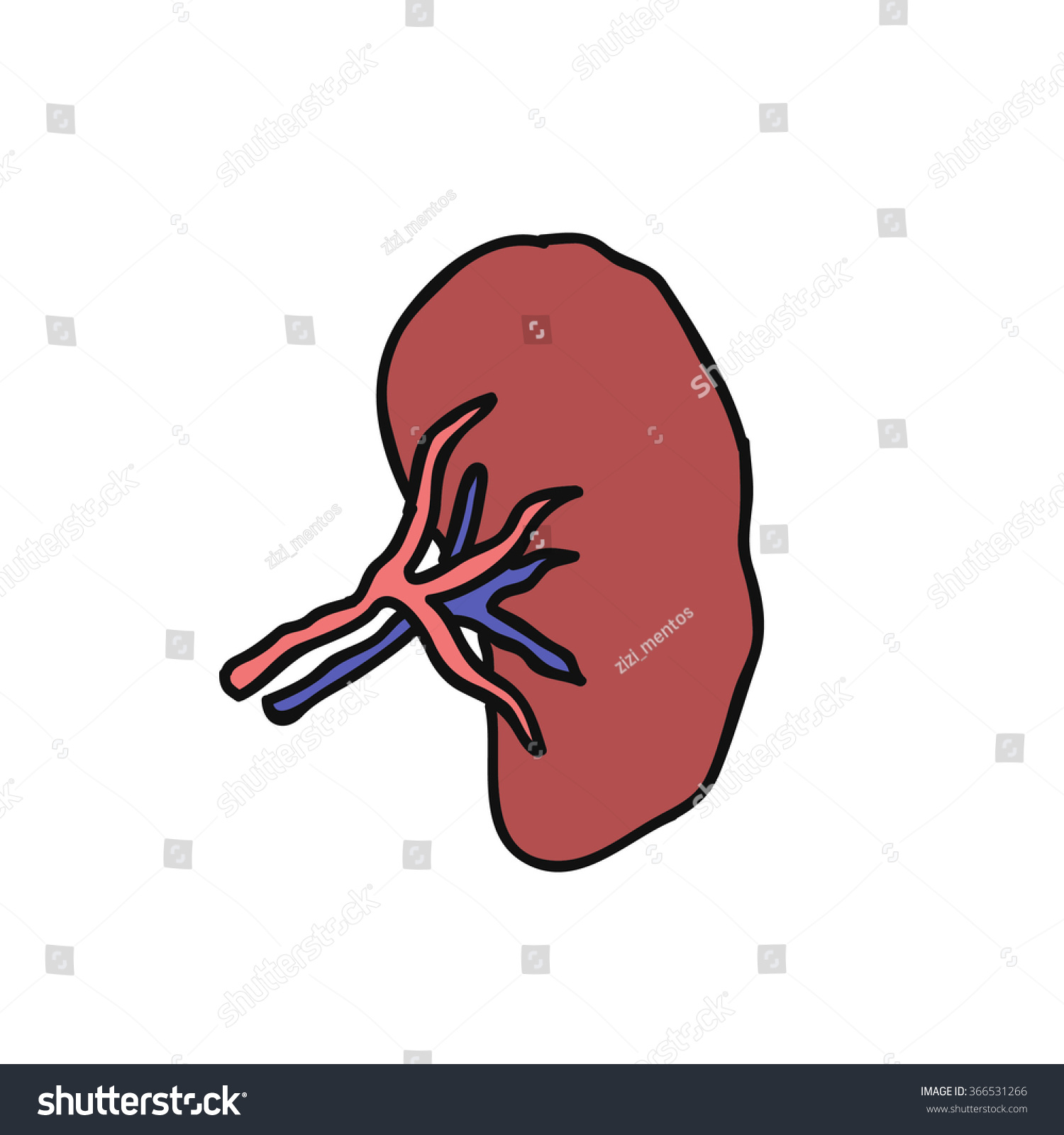 Doodle Icon Human Spleen Vector Illustration Stock Vector (Royalty Free ...