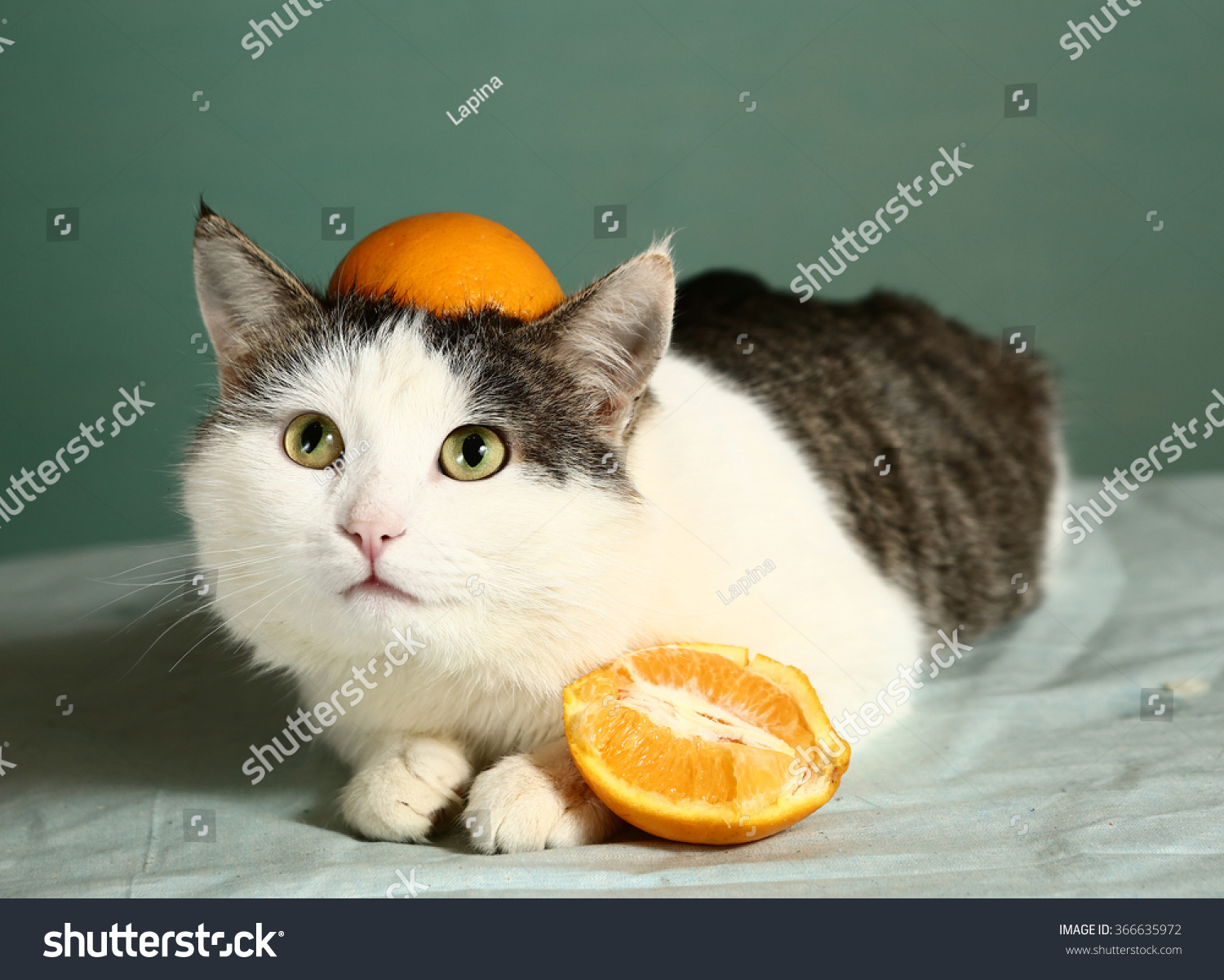 cat in orange hat