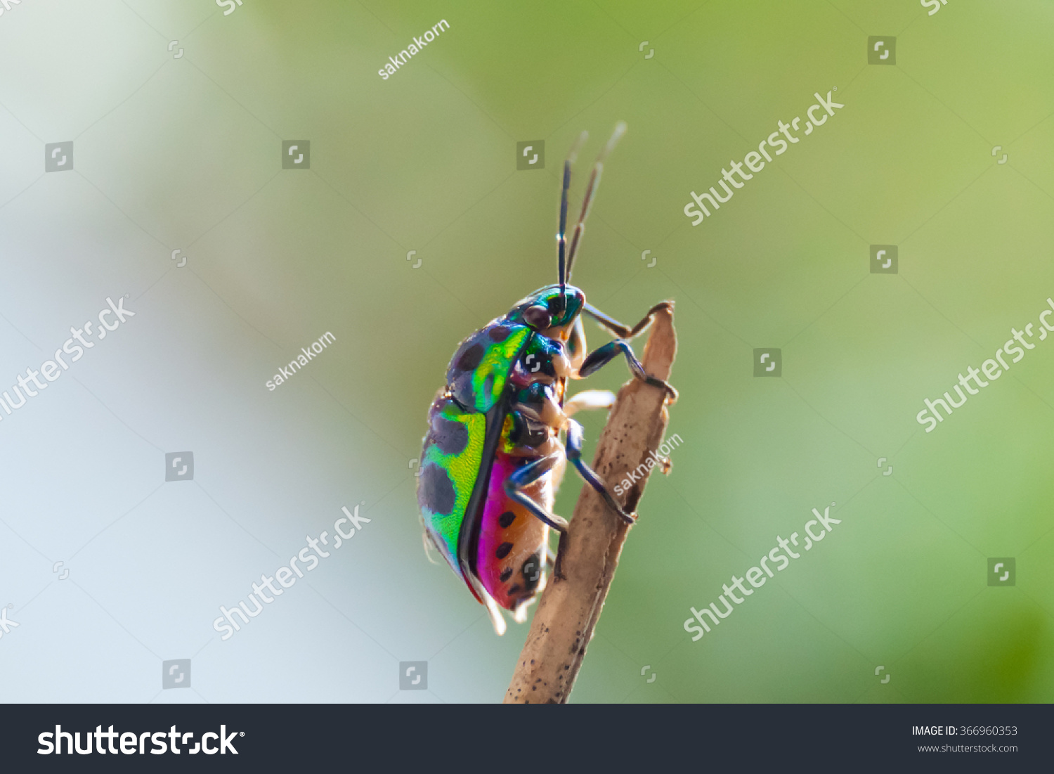 Colorful Shield Bug Green Background Stock Photo 366960353 | Shutterstock