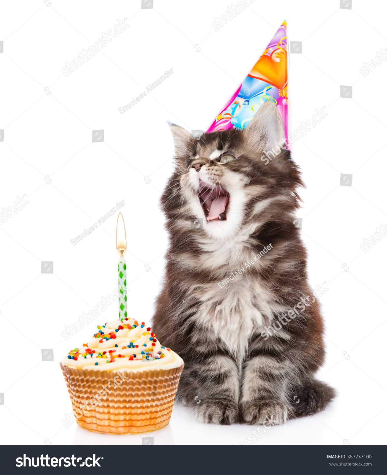 Котик в колпаке с днем рождения