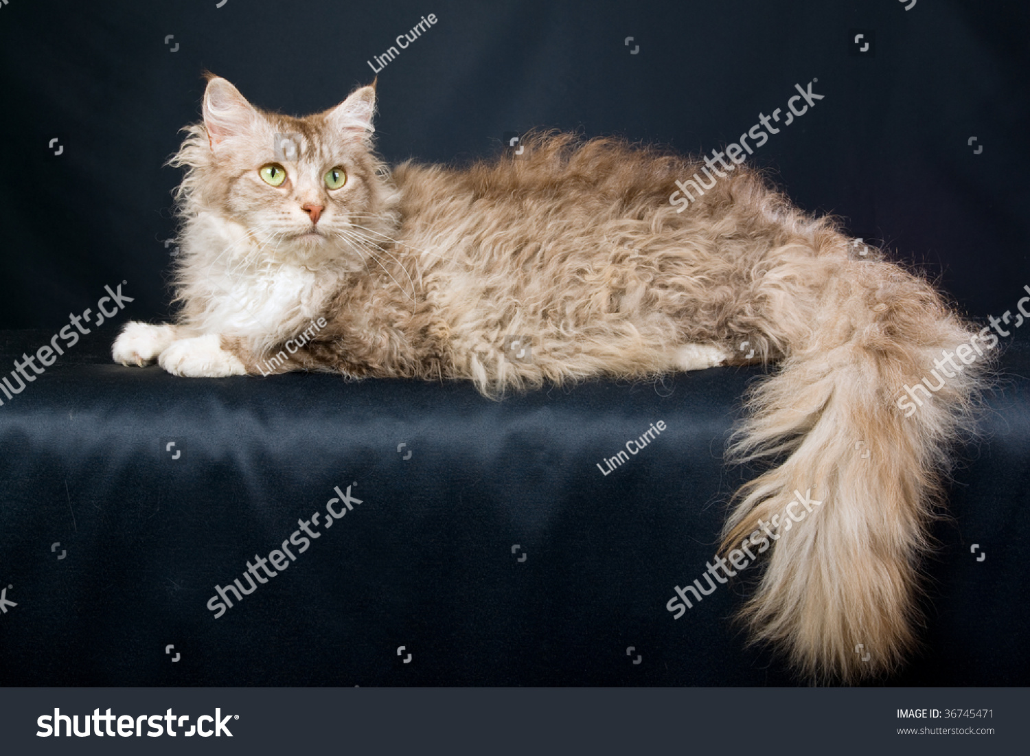 Ла-Перм лаперм кошка