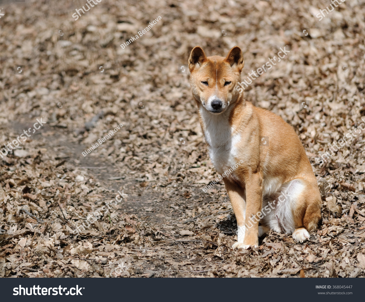 how many puppies are born in a new guinea singing dog litter